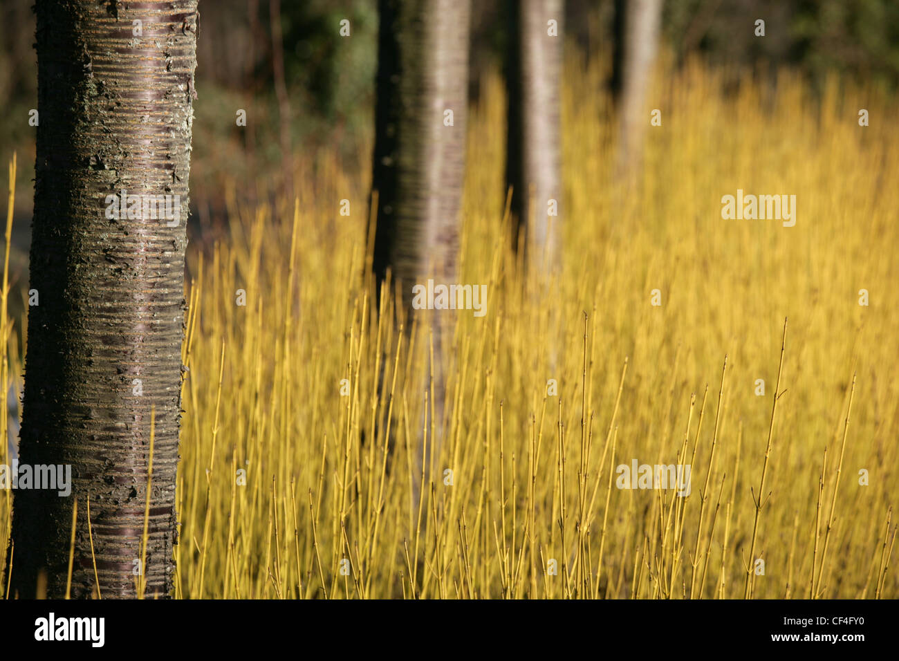 Vista astratta di alberi e di giallo sanguinello. Foto Stock