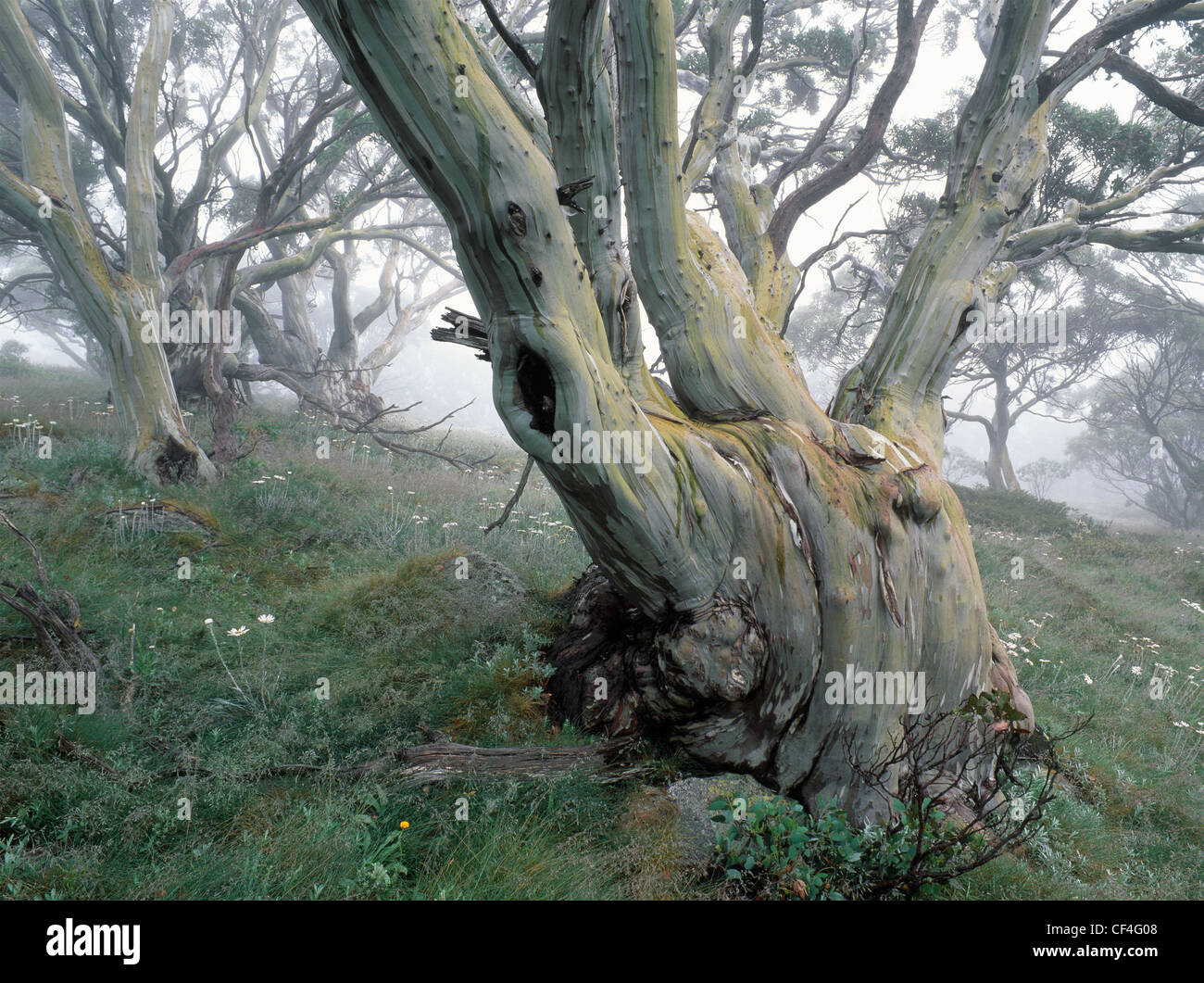 Gomme da neve foresta nella nebbia a Kosciuszko National Park, New South Wales, Australia Foto Stock