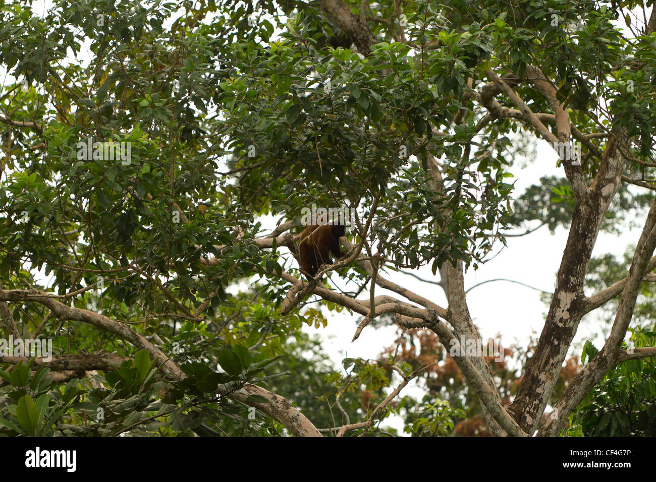 Wild Chorongo interamente girato di scimmia nella giungla ecuadoriana di piccole quantità di Ca può essere presente Foto Stock