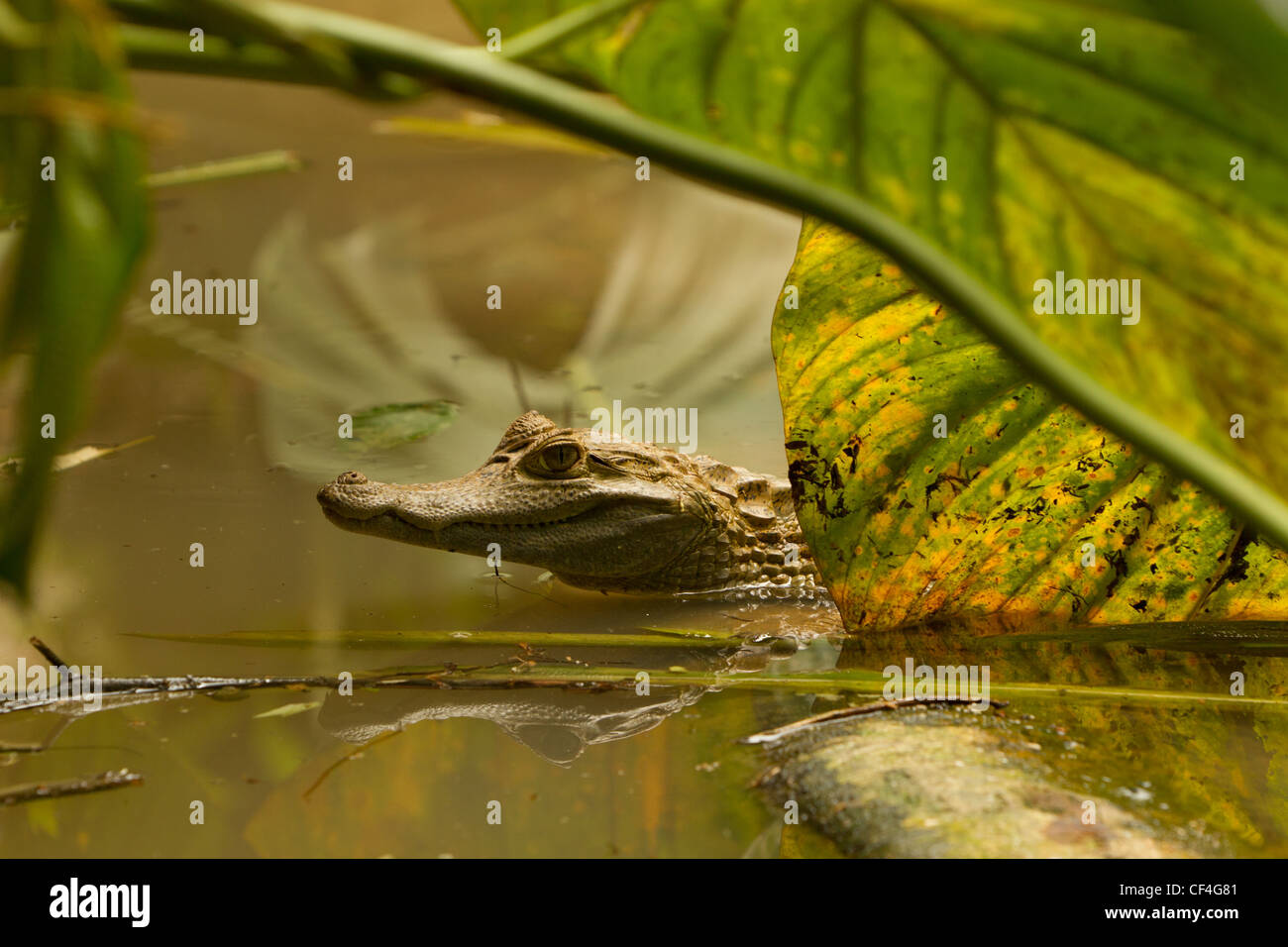 Caimano selvatici Shot nella giungla ecuadoriana bacino amazzonico Foto Stock