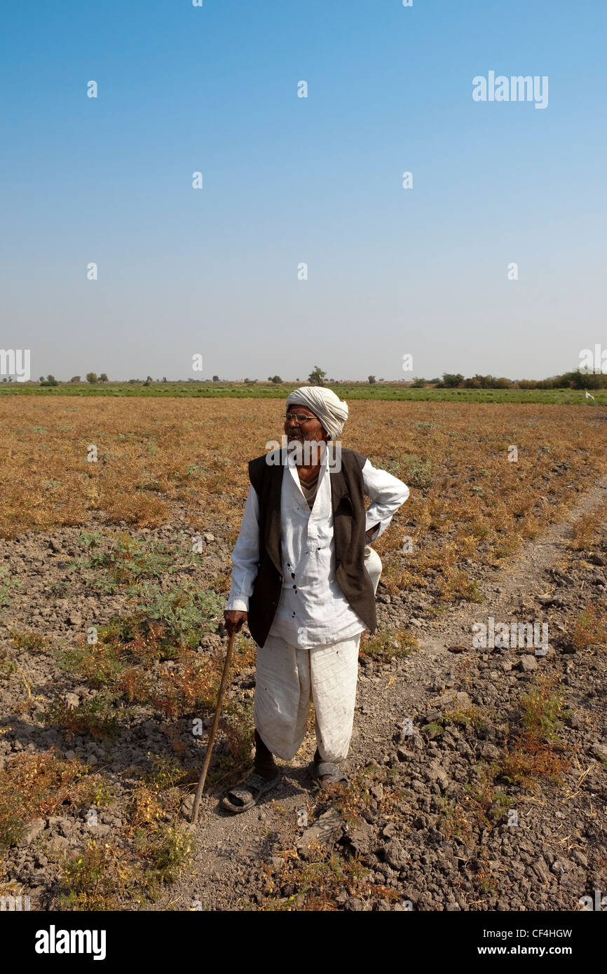 Un vecchio uomo mantenendo vegli su di un campo di maturazione i ceci in Gujarat in India nel febbraio Foto Stock