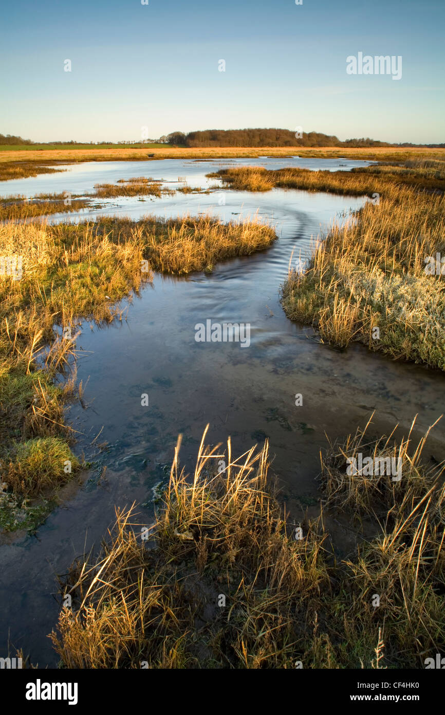 Dingle Marsh. È il più grande reedbed acqua dolce in Gran Bretagna ed è situato appena a nord del villaggio di Dunwich sul Suffol Foto Stock