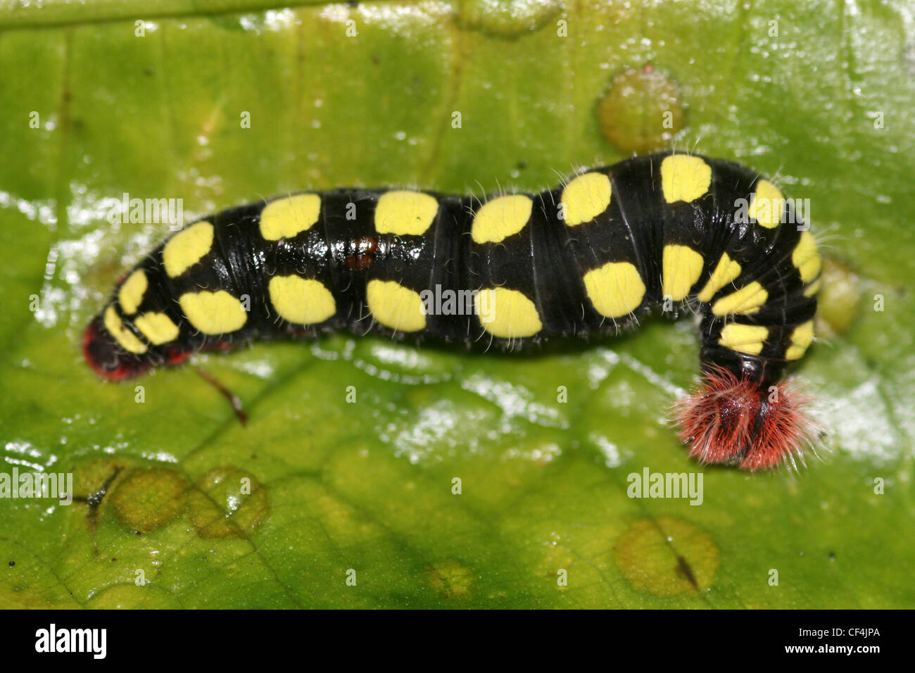 Caterpillar del Neotropic Skipper Butterfly, noto anche come Two Barred Flasher (Fulerator Astraptes) in Costa Rica Foto Stock