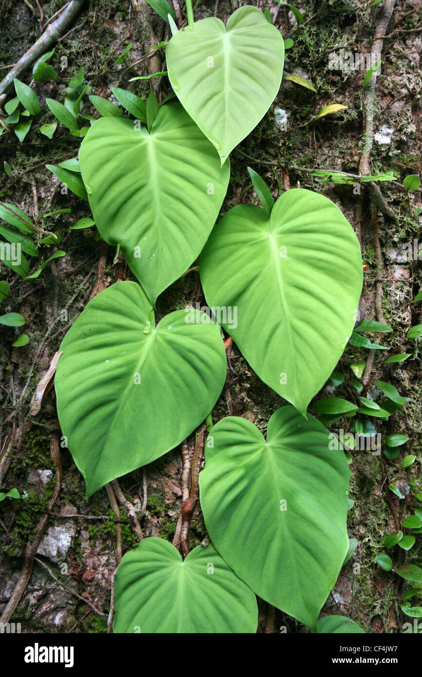 A forma di cuore di foglie di vite Foto Stock