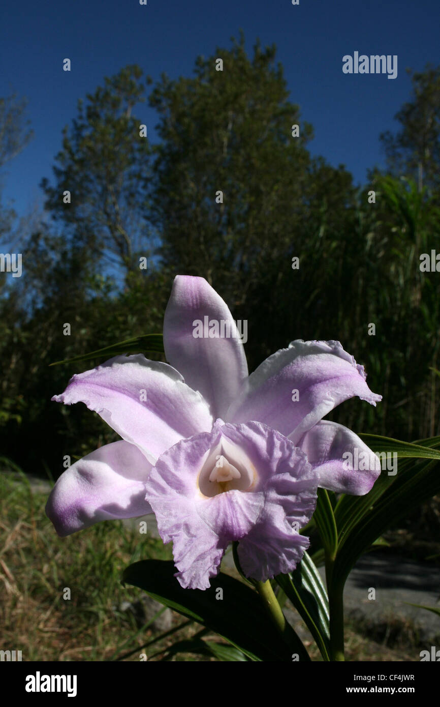 Rosa viola Orchidea in Arenal NP, Costa Rica Foto Stock