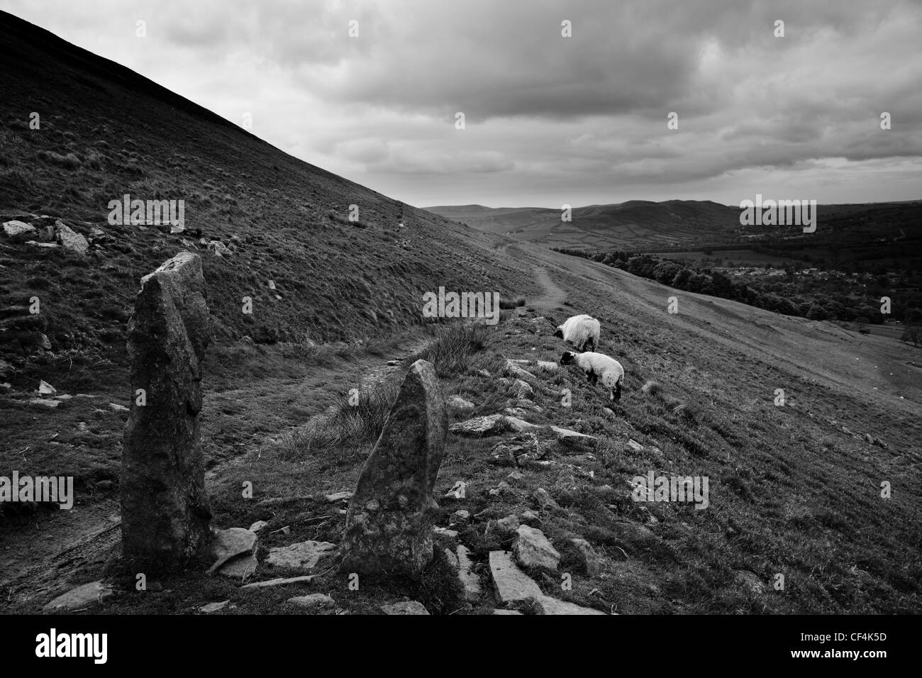 Due pecore al pascolo accanto a un sentiero sul fianco di una collina nella valle di speranza nel Parco Nazionale di Peak District. Foto Stock