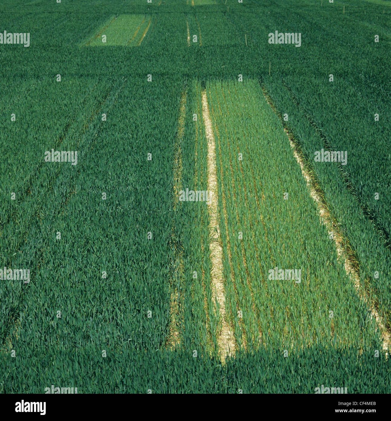Fertilizzante di azoto di prova di ingresso, frumento esperimento grafico Foto Stock