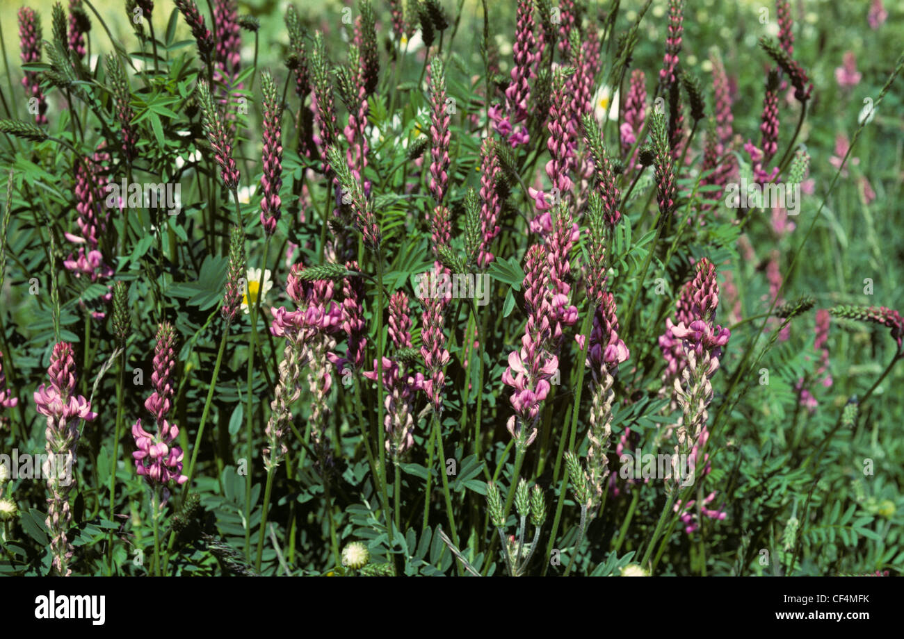 Sainfoin (Onobrychis viciifolia) legume di raccolto di foraggio in fiore precoce Foto Stock
