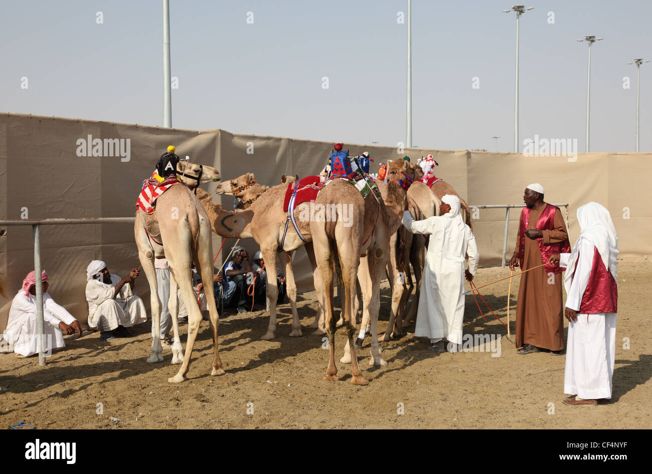 Gara di cammelli in pista a Doha in Qatar Foto Stock