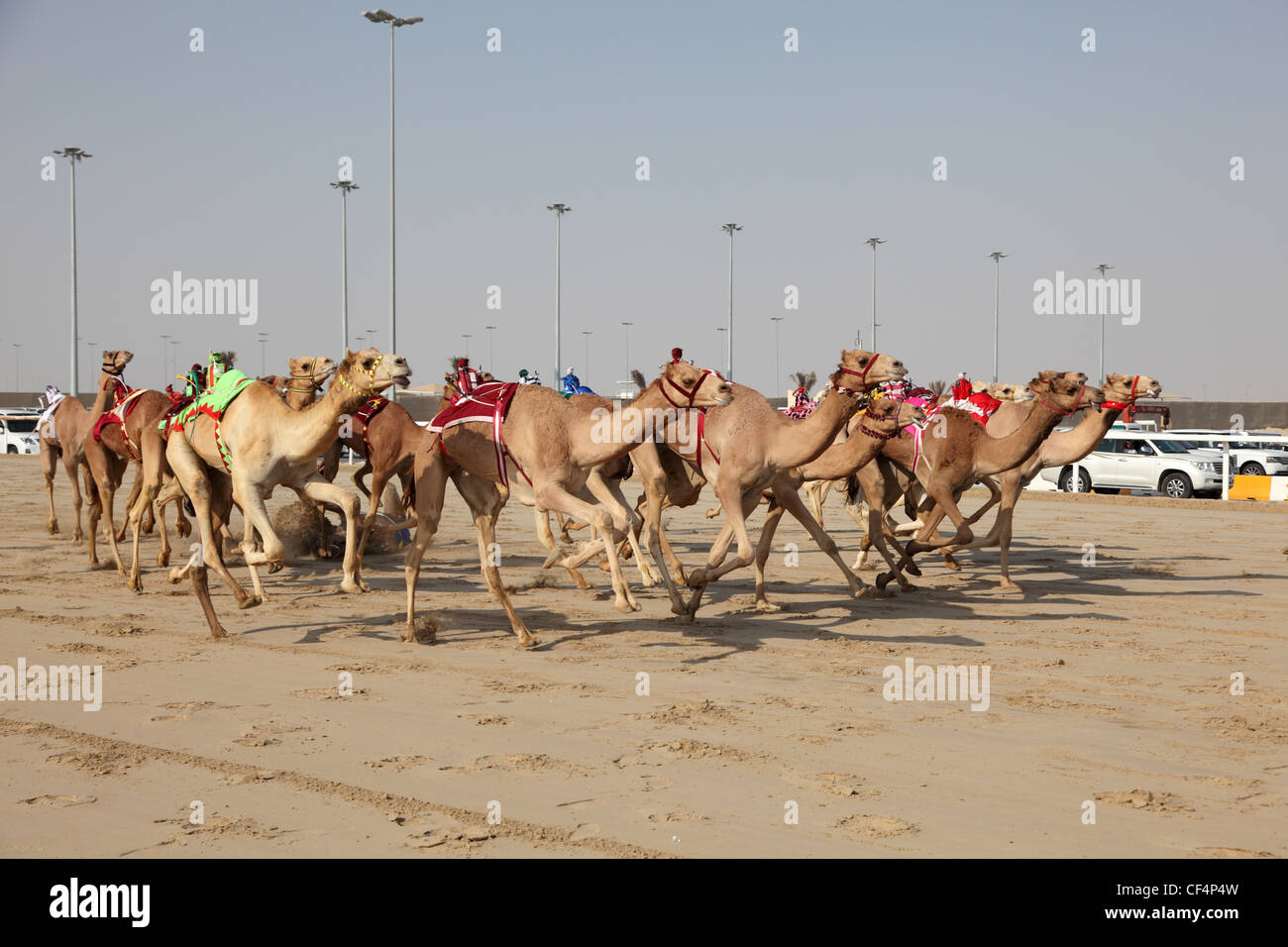 Corse di cammelli con un robot jockey, Doha in Qatar Foto Stock