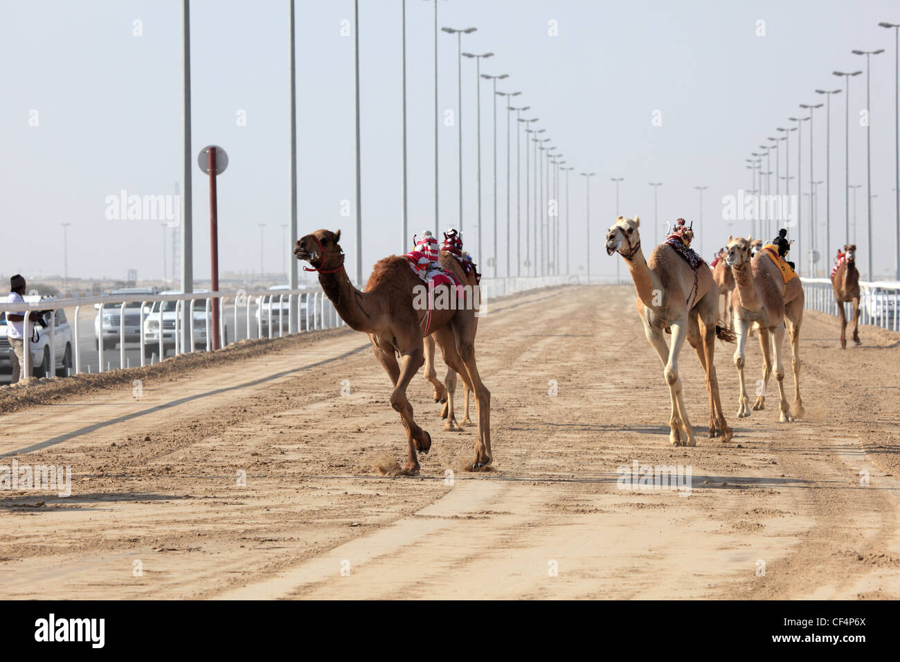 Corse di cammelli con un robot jockey, Doha Qata Foto Stock