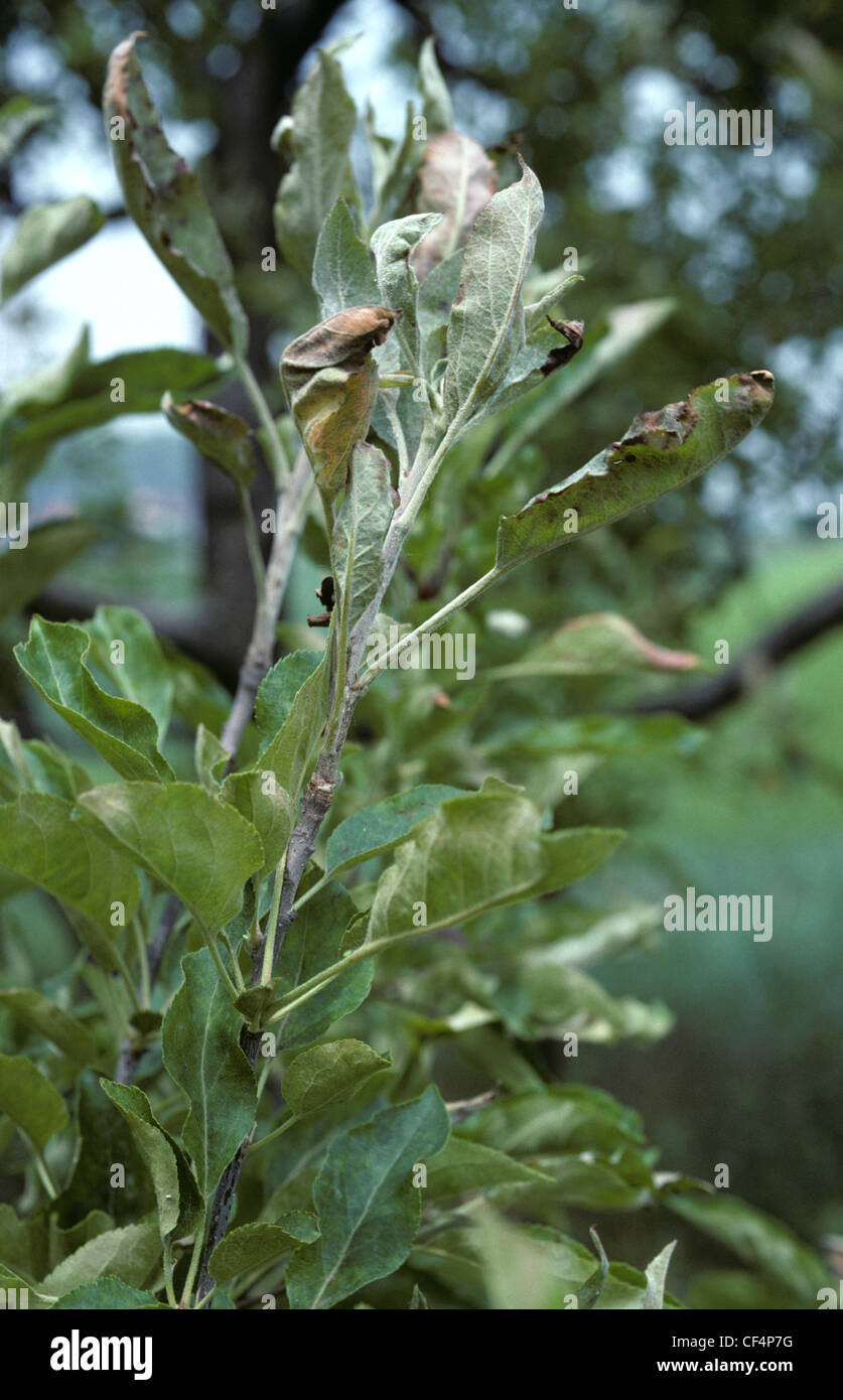 Oidio (Podosphaera leucotricha) anta secondaria infezione su foglie di Apple Foto Stock