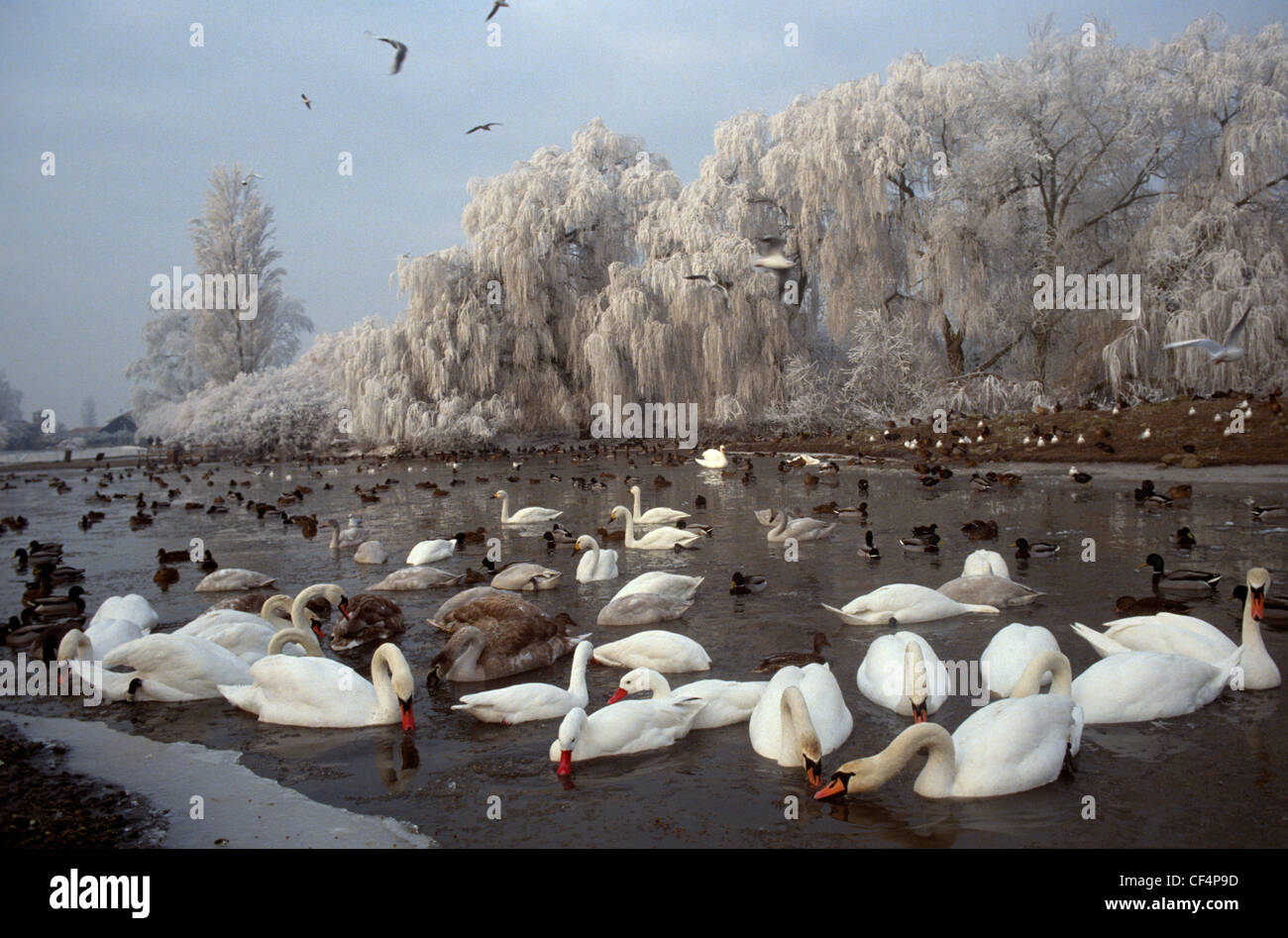 Cigni su un lago ghiacciato a Slimbridge Wetland Centre, il luogo di nascita di conservazione moderna. Foto Stock