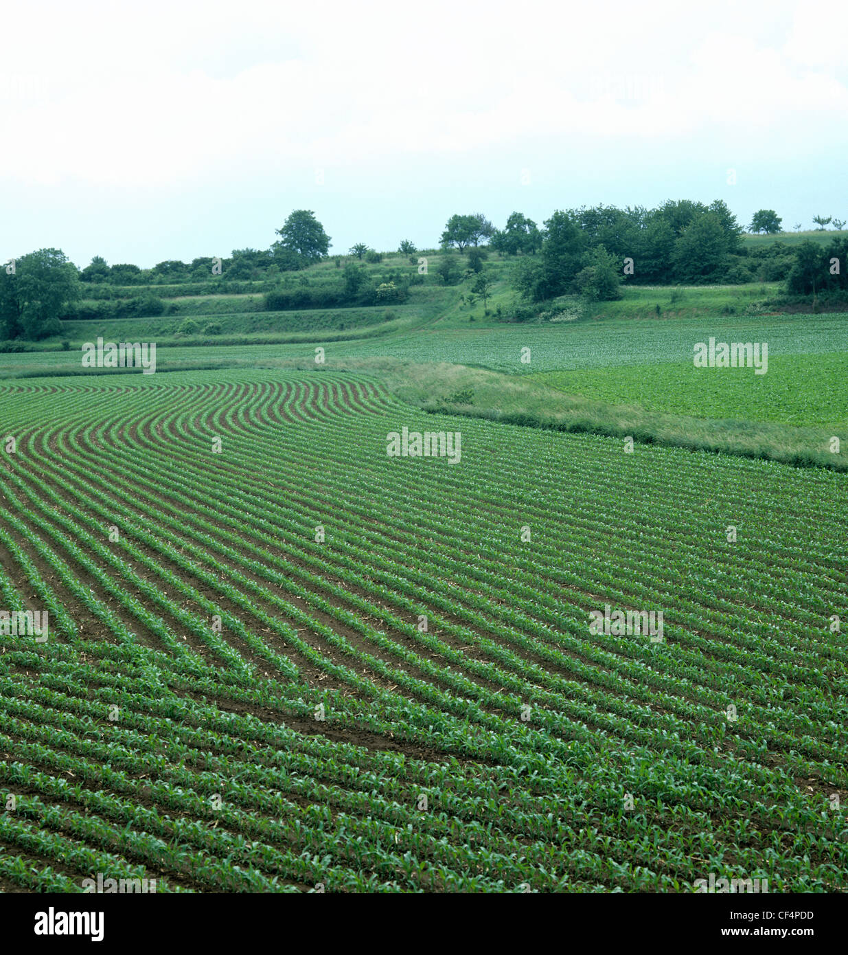 Vista del mais immaturi di raccolto a inizio stagione, Alsazia, Francia Foto Stock