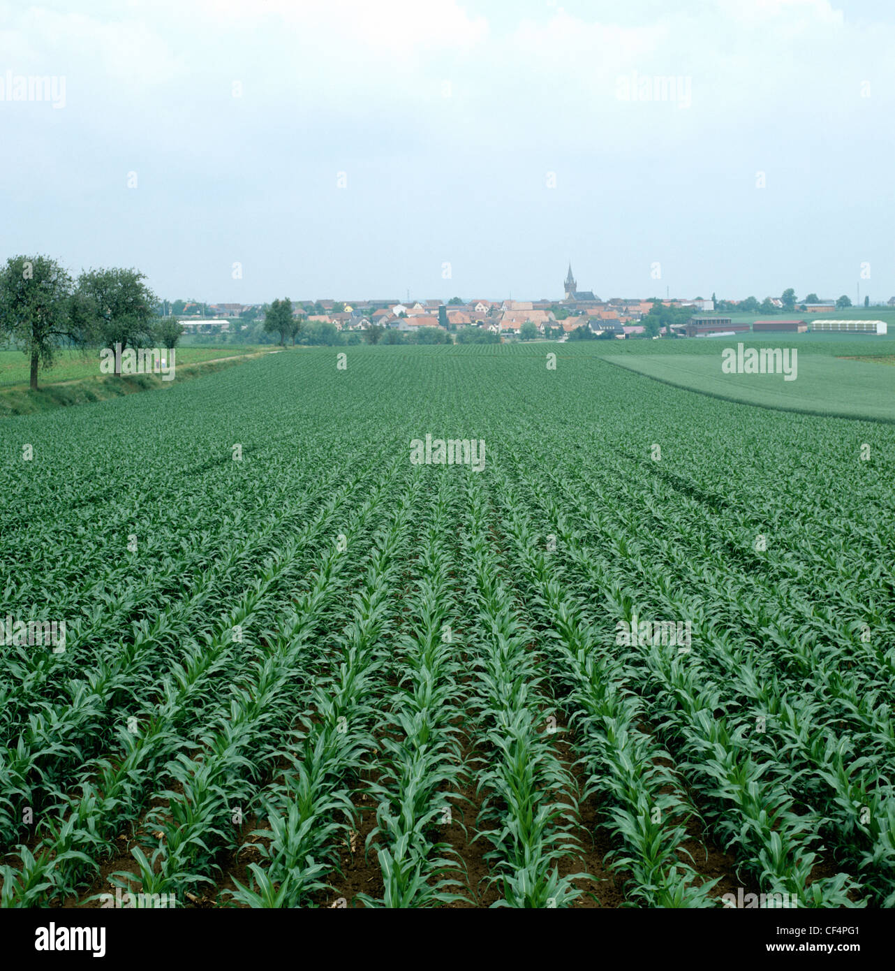 Vista anche giovani e sani di raccolto di mais con una piccola città dietro in Alsazia, Francia Foto Stock