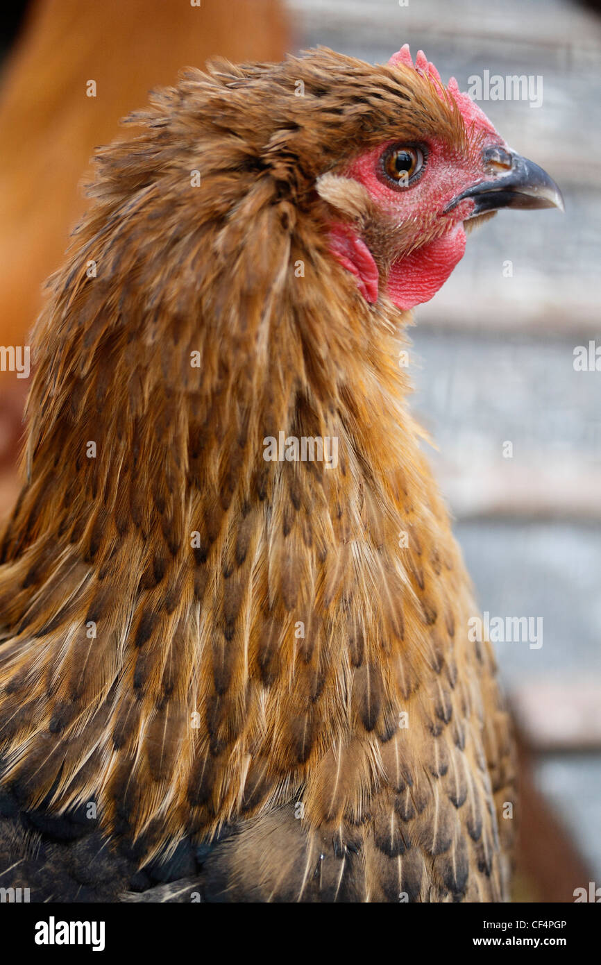 Hen - Rame francese nero/Buff Cochin ibrido. Pollo domestico, Gallus gallus domesticus è un volatili addomesticati, una sottospecie di Red Junglefowl. Probabilmente il più comune e diffuso animale domestico, con una popolazione di più di 24 miliardi di euro nel 2003, non ci sono più i polli del mondo rispetto a qualsiasi altra specie di uccello. Gli esseri umani mantengono i polli principalmente come una fonte di cibo, con il risultato di consumare la loro carne e le loro uova. Foto Stock