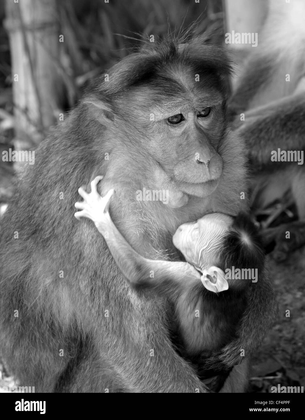 Madre indiana macaco rhesus monkey con il bambino Foto Stock
