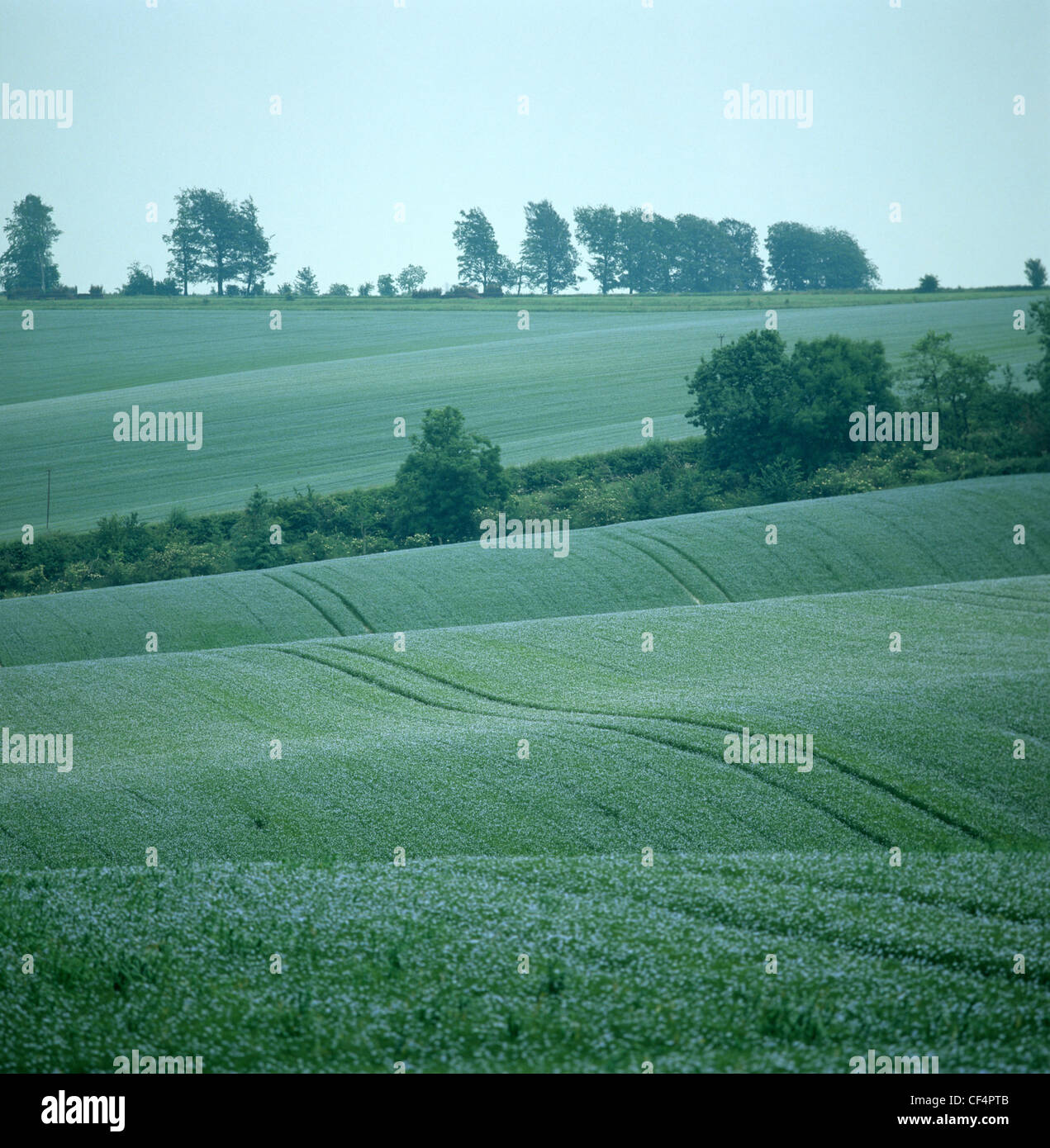Vista del raccolto di semi di lino fioritura nella laminazione di downland terreni agricoli Foto Stock