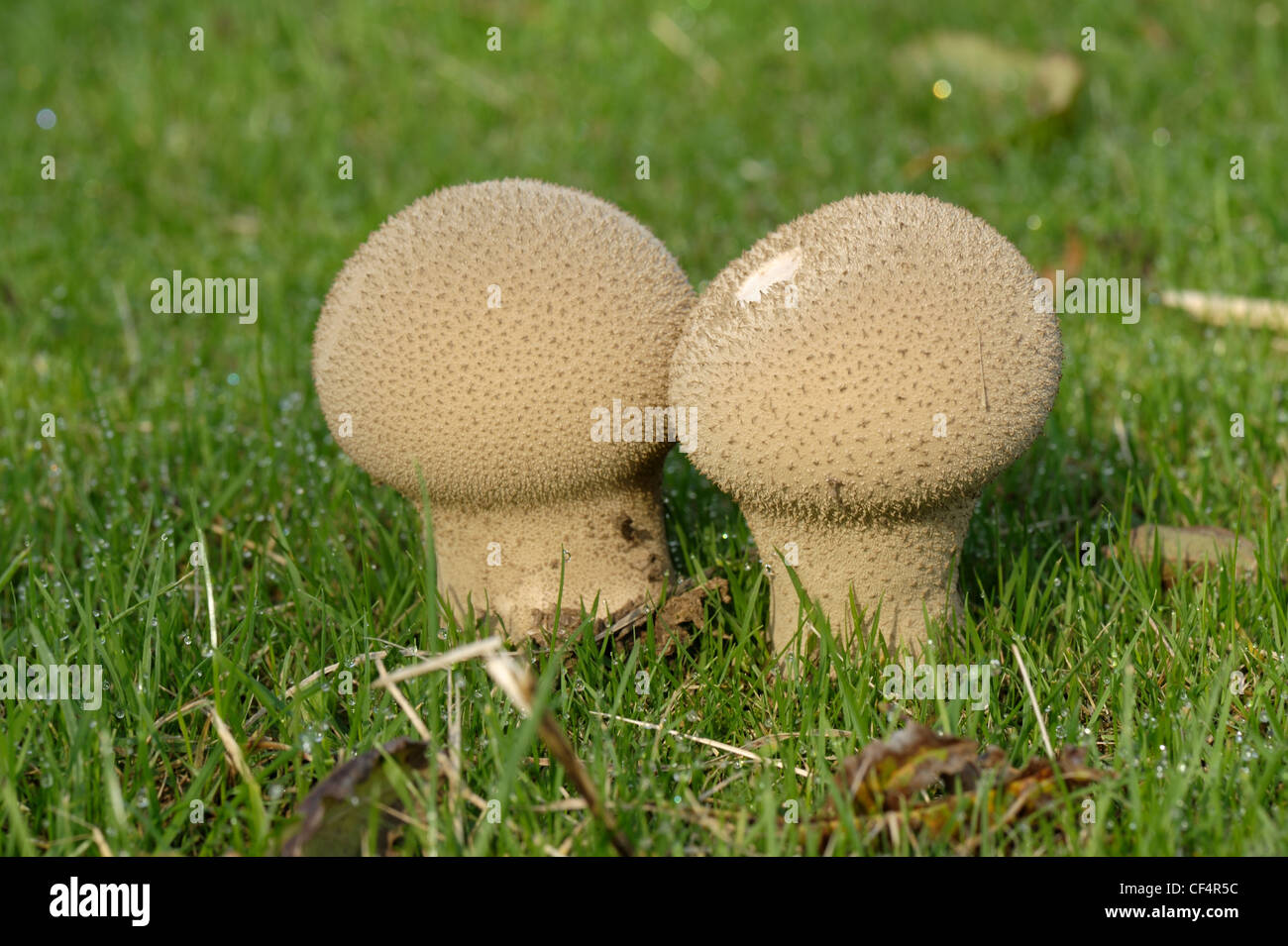 Puffball comune o diavoli tabacco pouch (Lycoperdon perlatum) corpi fruttiferi in un prato di erba Foto Stock