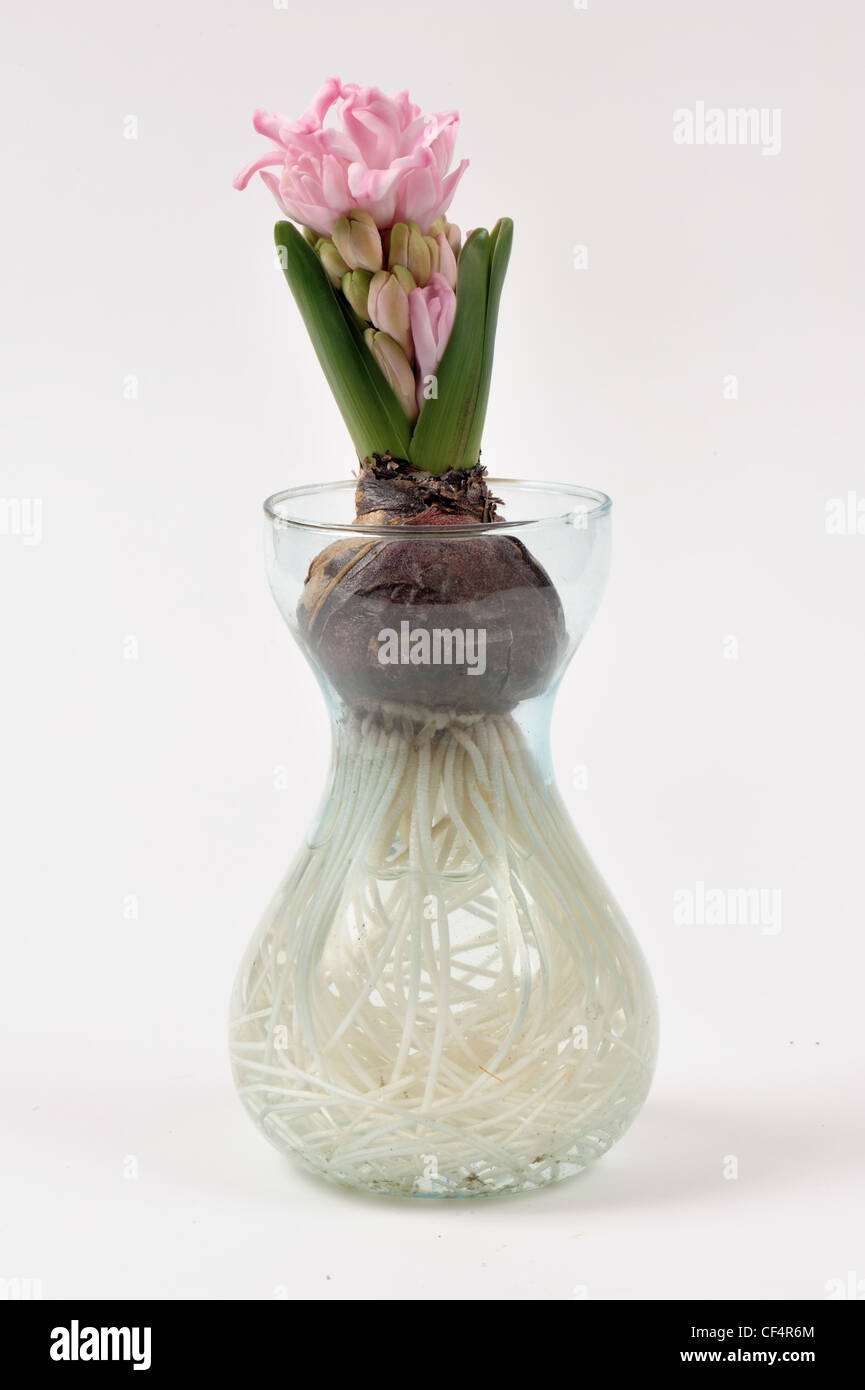 Giacinto comune (Hyacinthus orientalis) lampadina, germoglio di fiore in via di sviluppo e le radici (serie) Foto Stock
