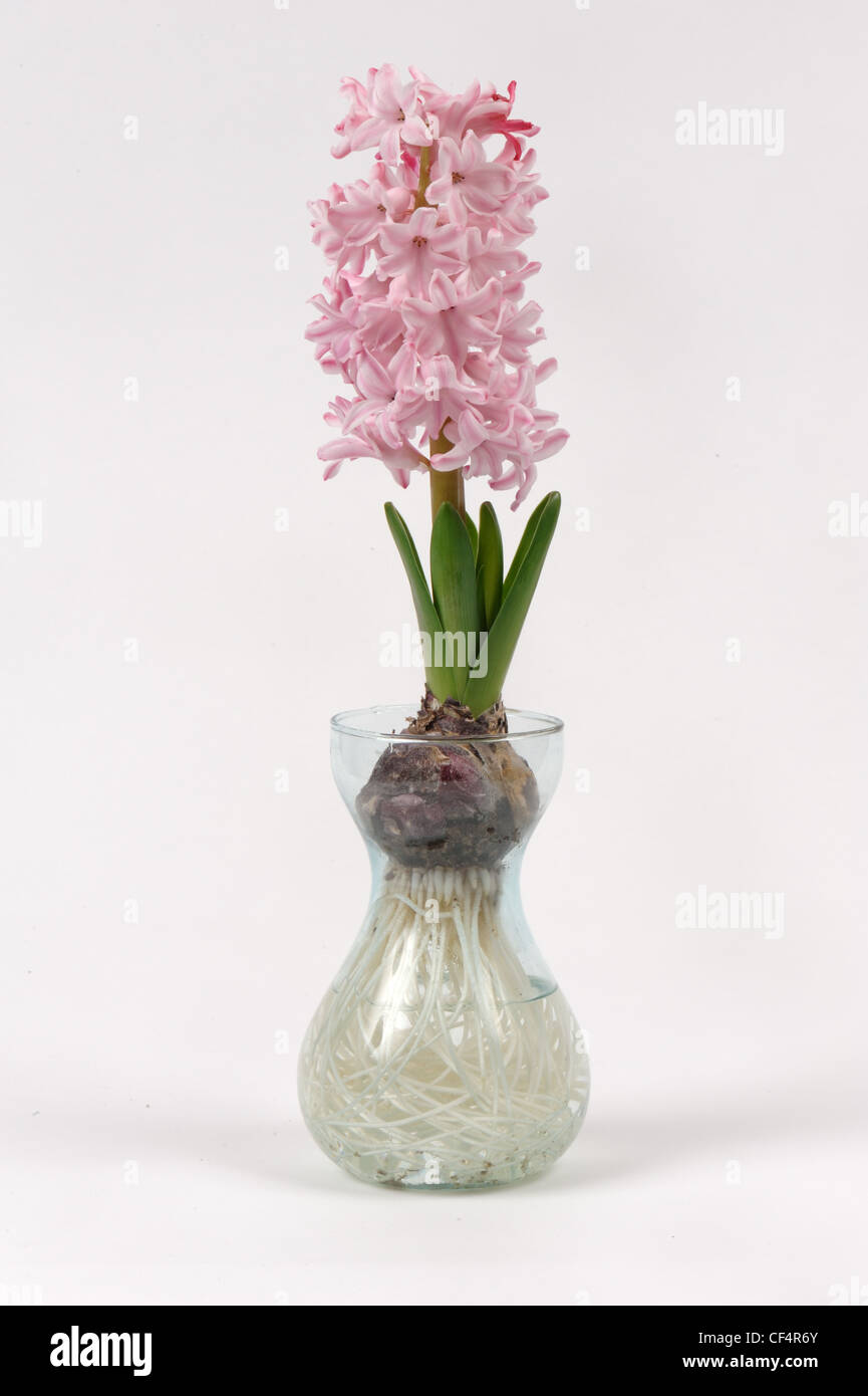 Giacinto comune (Hyacinthus orientalis) lampadina, pieno fiore rosa e le radici (serie) Foto Stock