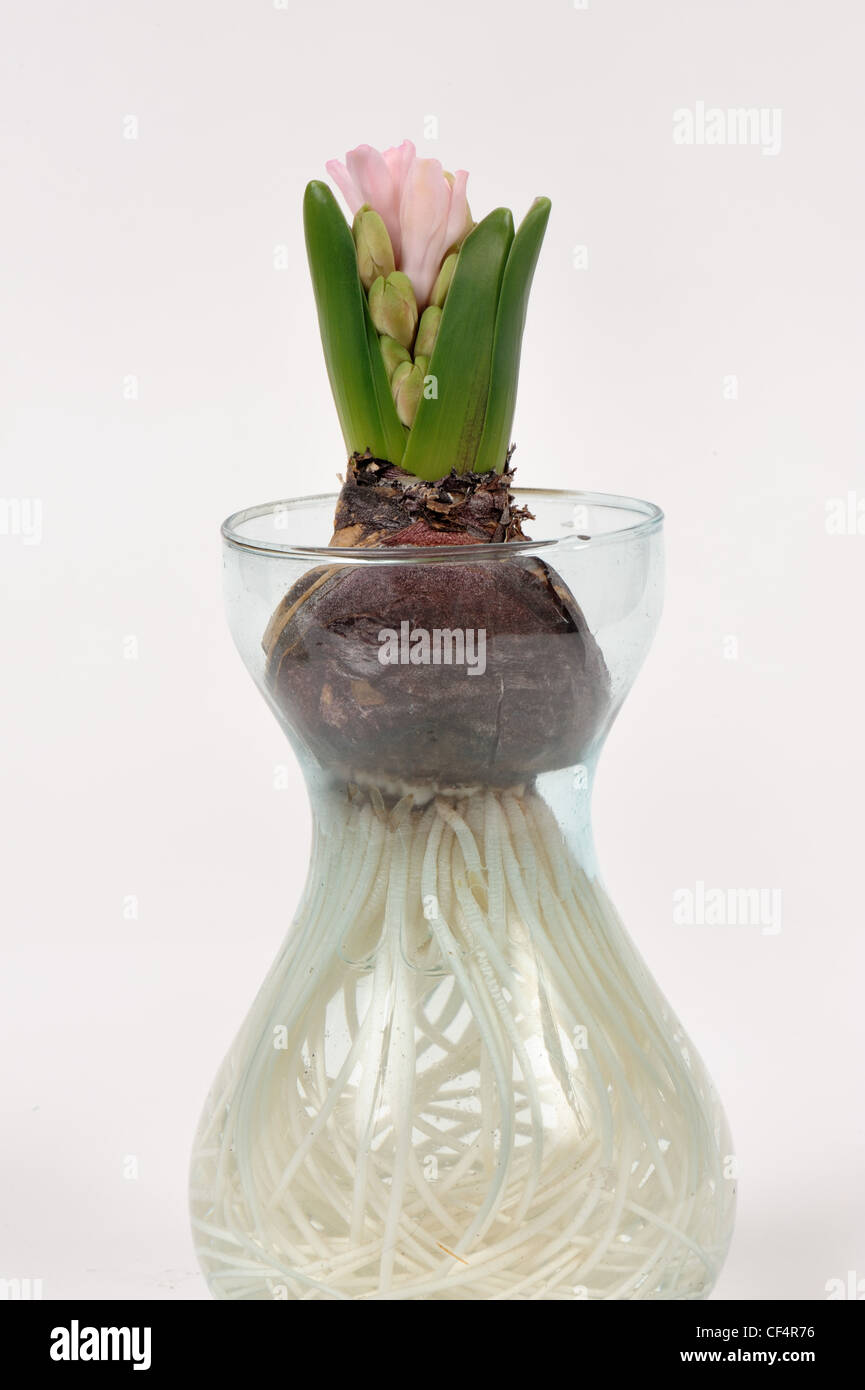 Giacinto comune (Hyacinthus orientalis) lampadina, flower bud, emergenti e radici (serie) Foto Stock