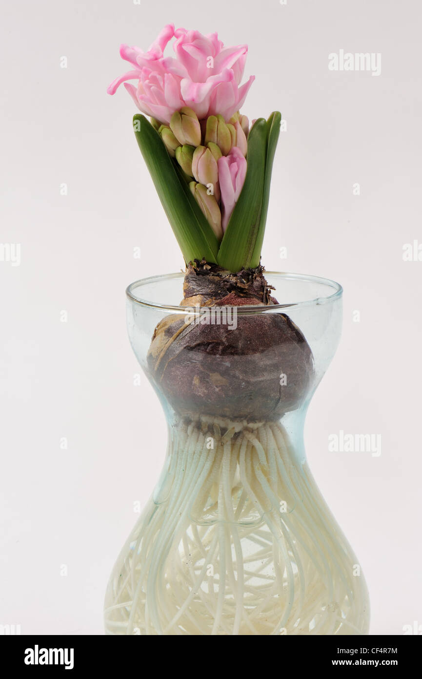 Giacinto comune (Hyacinthus orientalis) lampadina, germoglio di fiore in via di sviluppo e le radici (serie) Foto Stock