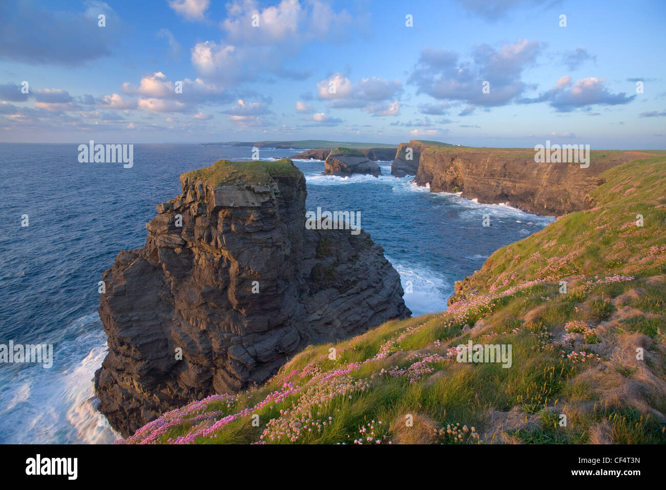La parsimonia costiere moquette scogliere vicino alla testa di Loop, County Clare, Irlanda. Foto Stock