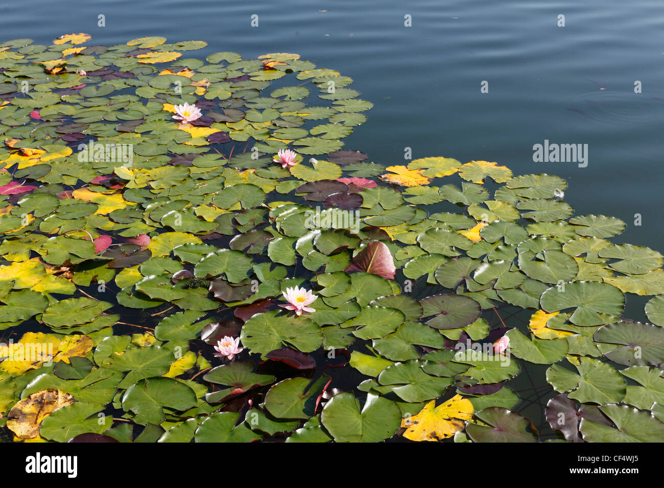 In Germania, in Baviera, Wessling lago, ninfee nel lago Foto Stock