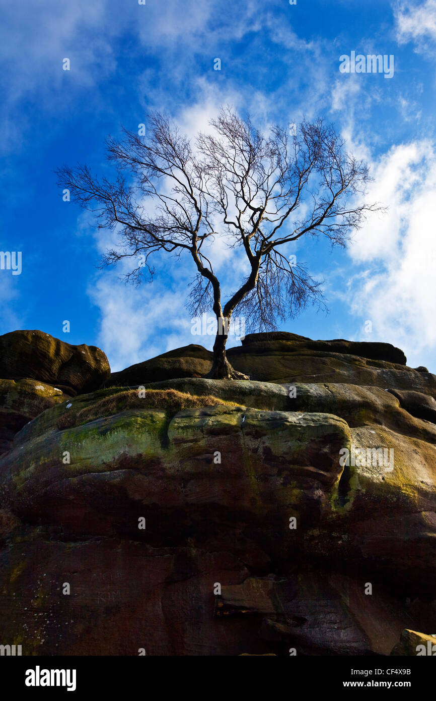 Un lone tree permanente sulla Brimham Rocks, un gruppo di strane formazioni rocciose sparse su Brimham Moor. Foto Stock