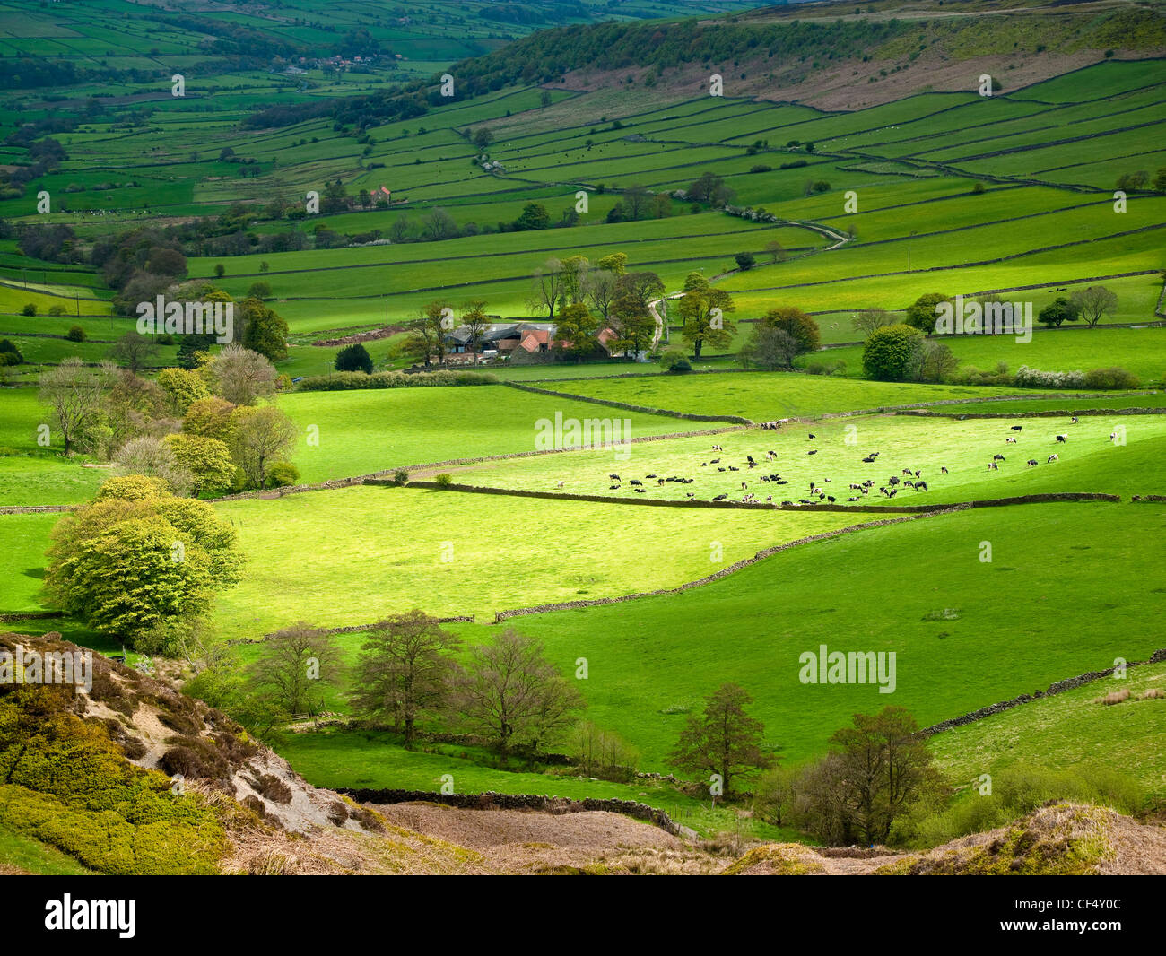 Lussureggianti prati verdi in primavera a poco Fryup Dale in North York Moors National Park. Foto Stock