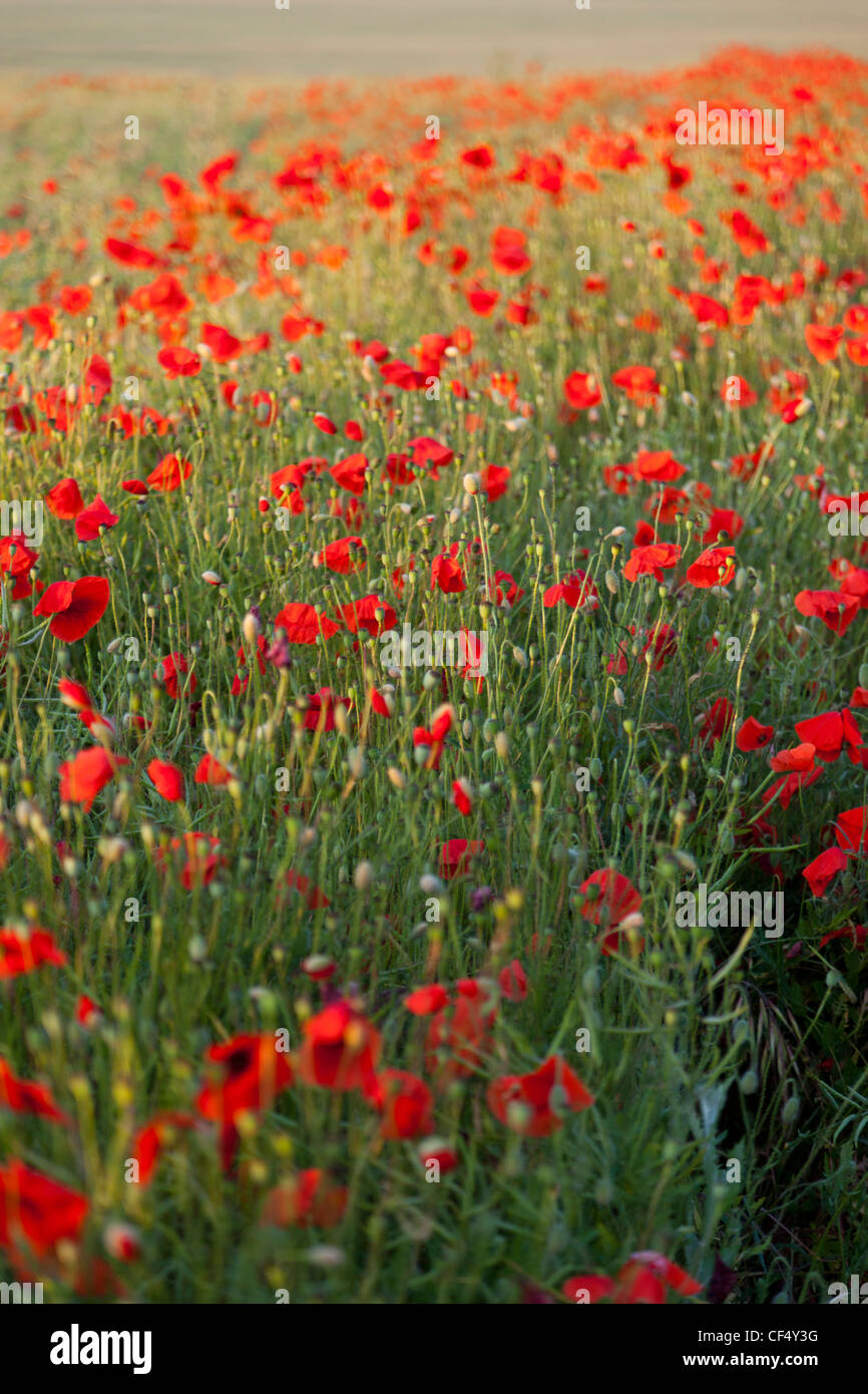 Campo di papaveri rossi NEL REGNO UNITO (Papaver rhoeas) Foto Stock