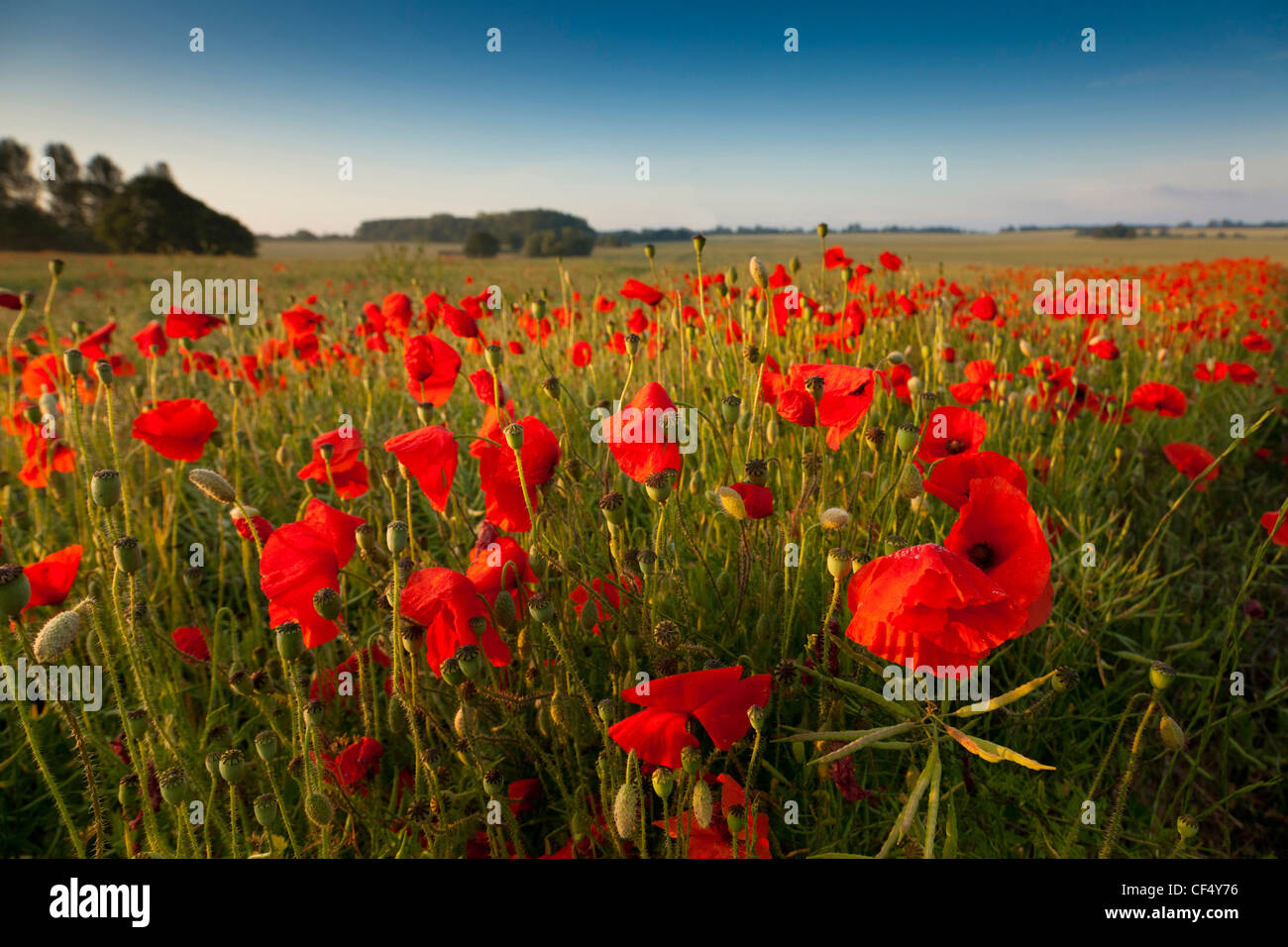 Campo di papaveri rossi NEL REGNO UNITO (Papaver rhoeas) Foto Stock
