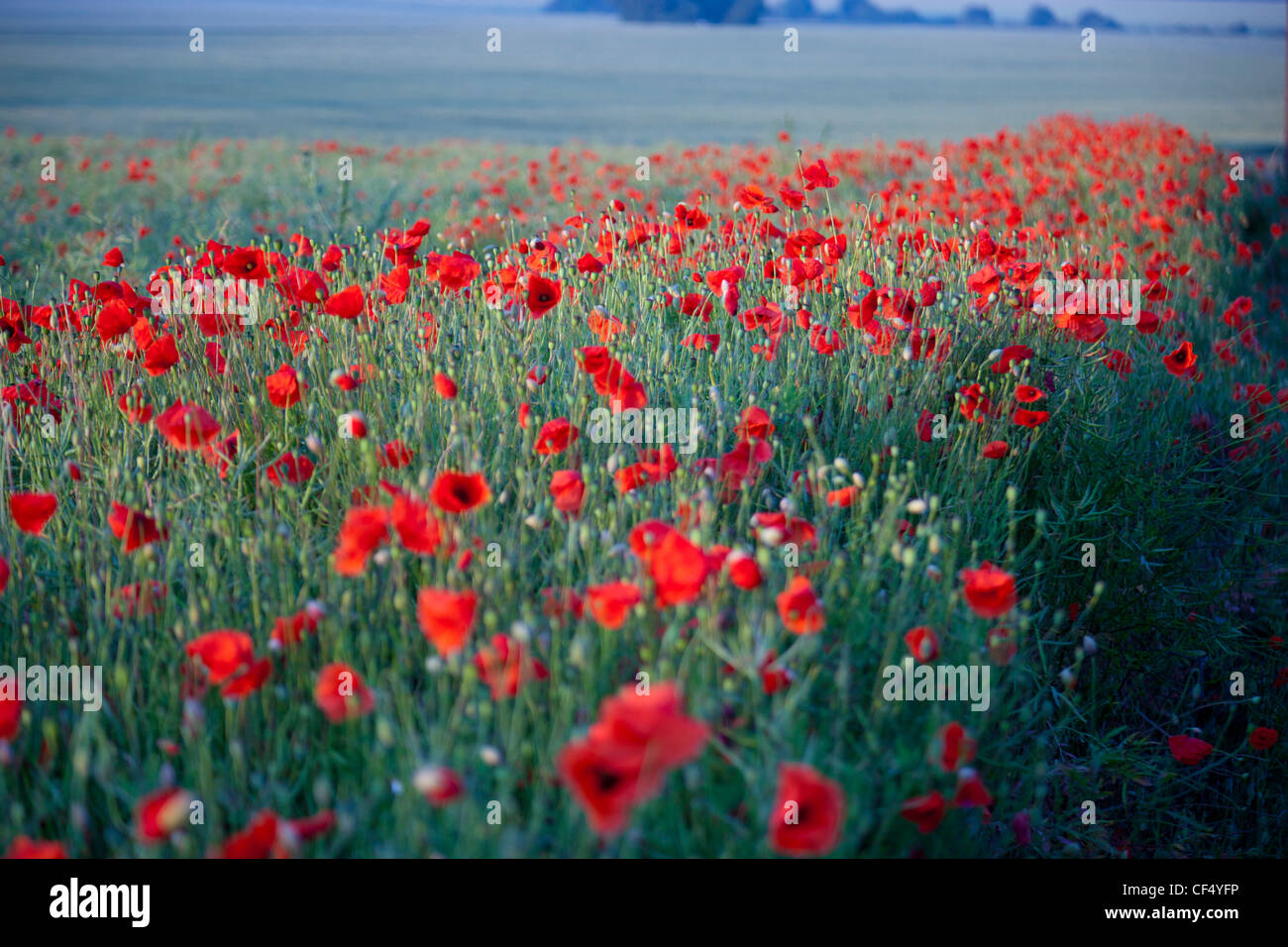 Campo di papaveri rossi NEL REGNO UNITO (Papaver rhoeas) Foto Stock