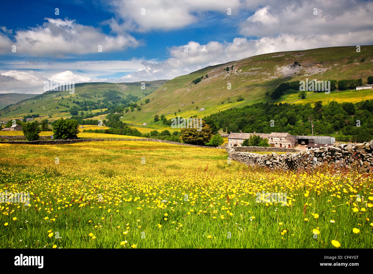 Fiore selvatico prato in Crowtees Agriturismo vicino a Muker, Swaledale, Yorkshire Dales National Park. Foto Stock