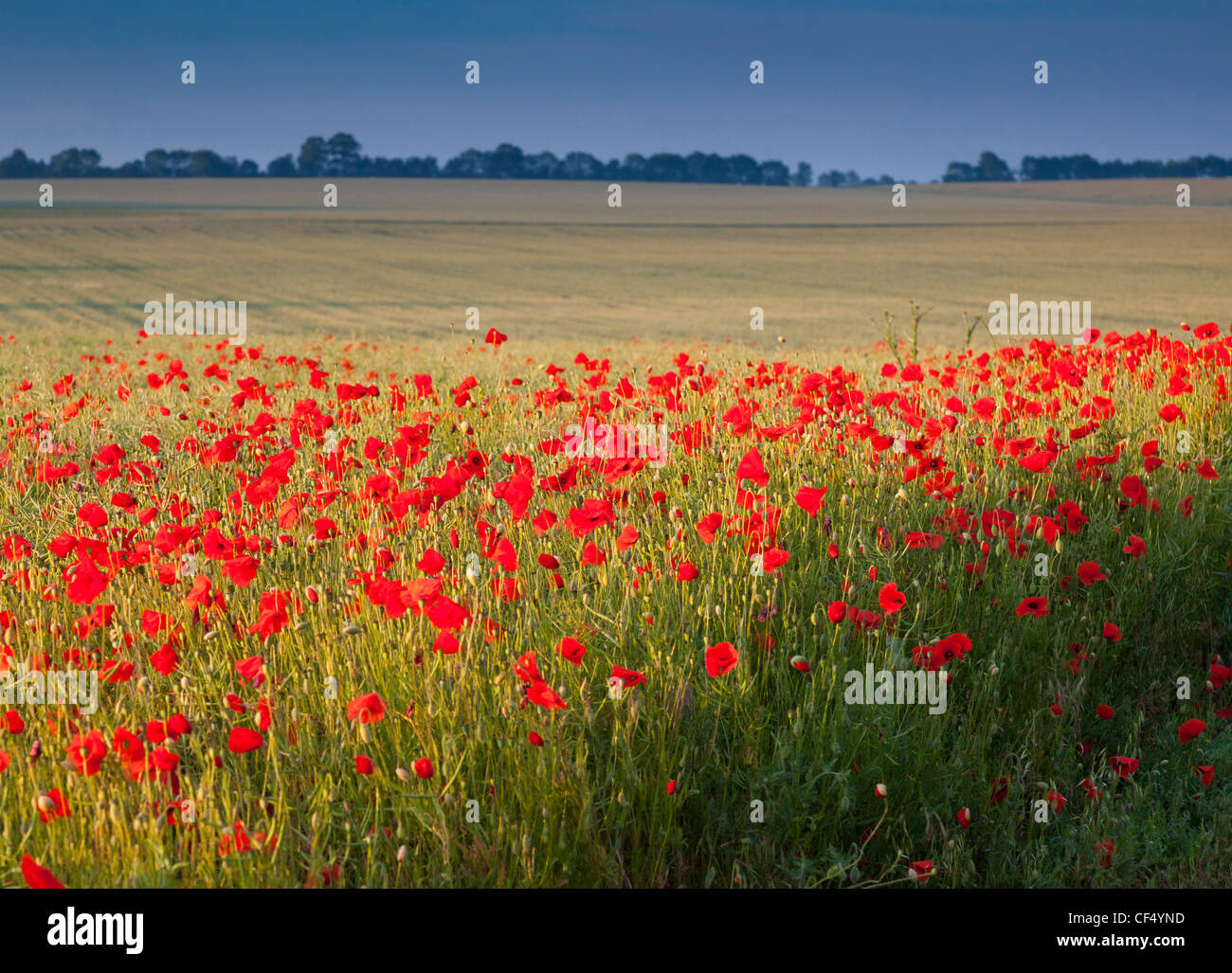 Campo di papaveri rossi NEL REGNO UNITO (Papaver rhoeas) Foto Stock