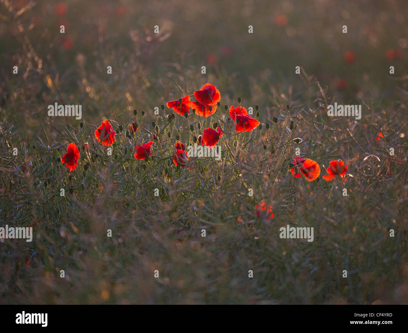 Campo di papaveri rossi NEL REGNO UNITO (Papaver rhoeas) Foto Stock