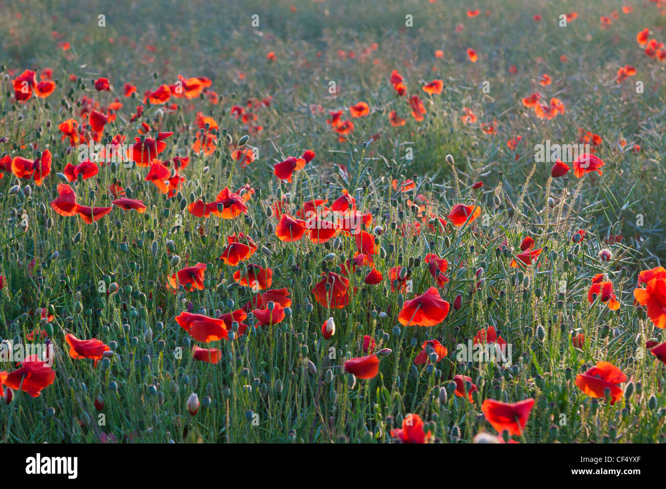 Campo di papaveri rossi NEL REGNO UNITO (Papaver rhoeas) Foto Stock