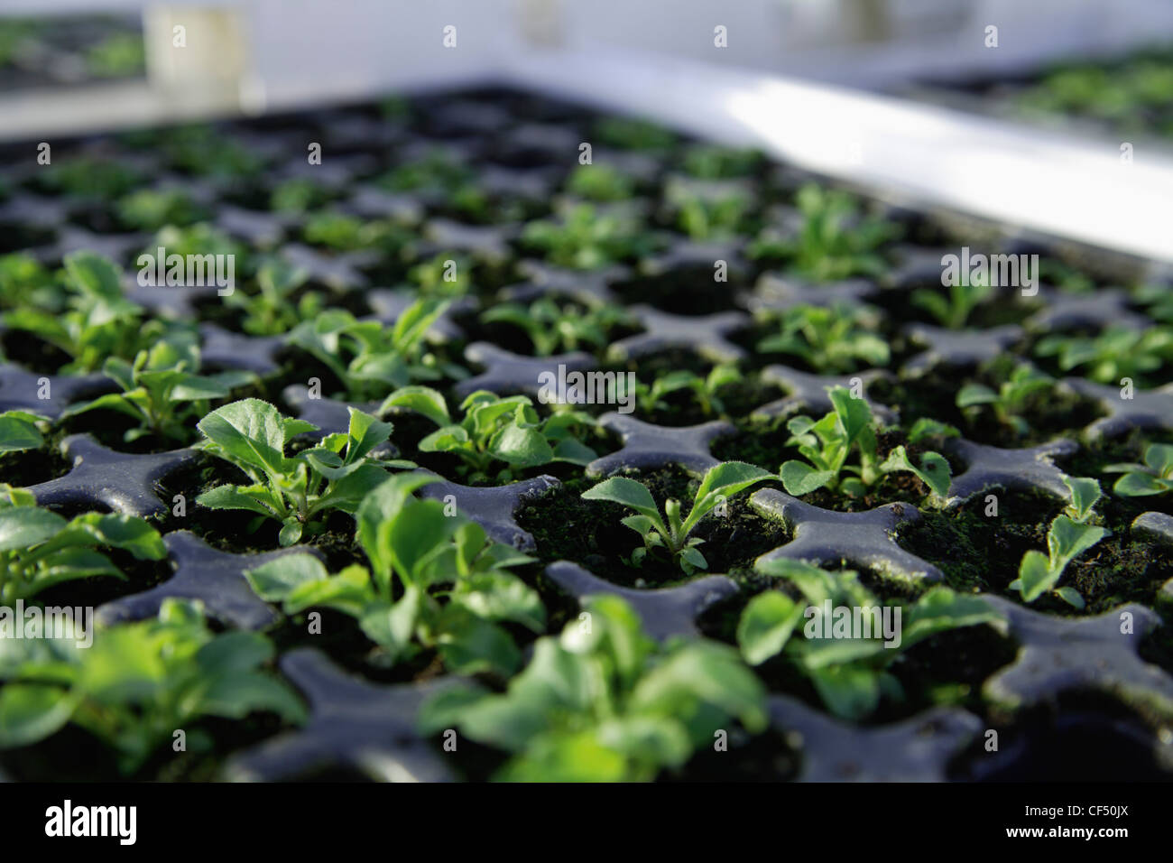 In Germania, in Baviera, Weidenkam, Canterbury campane nel vassoio Foto Stock