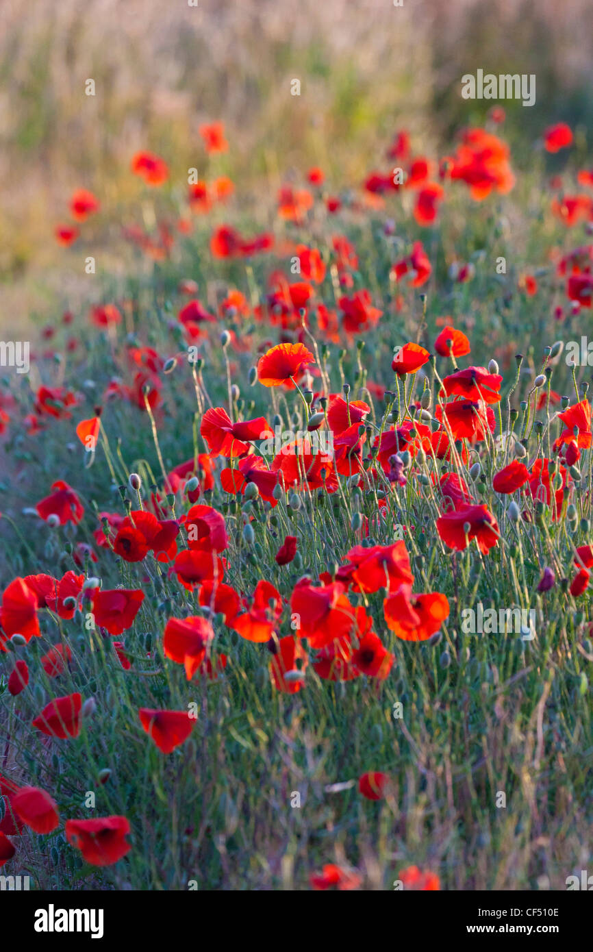 Campo di papaveri rossi NEL REGNO UNITO (Papaver rhoeas) Foto Stock