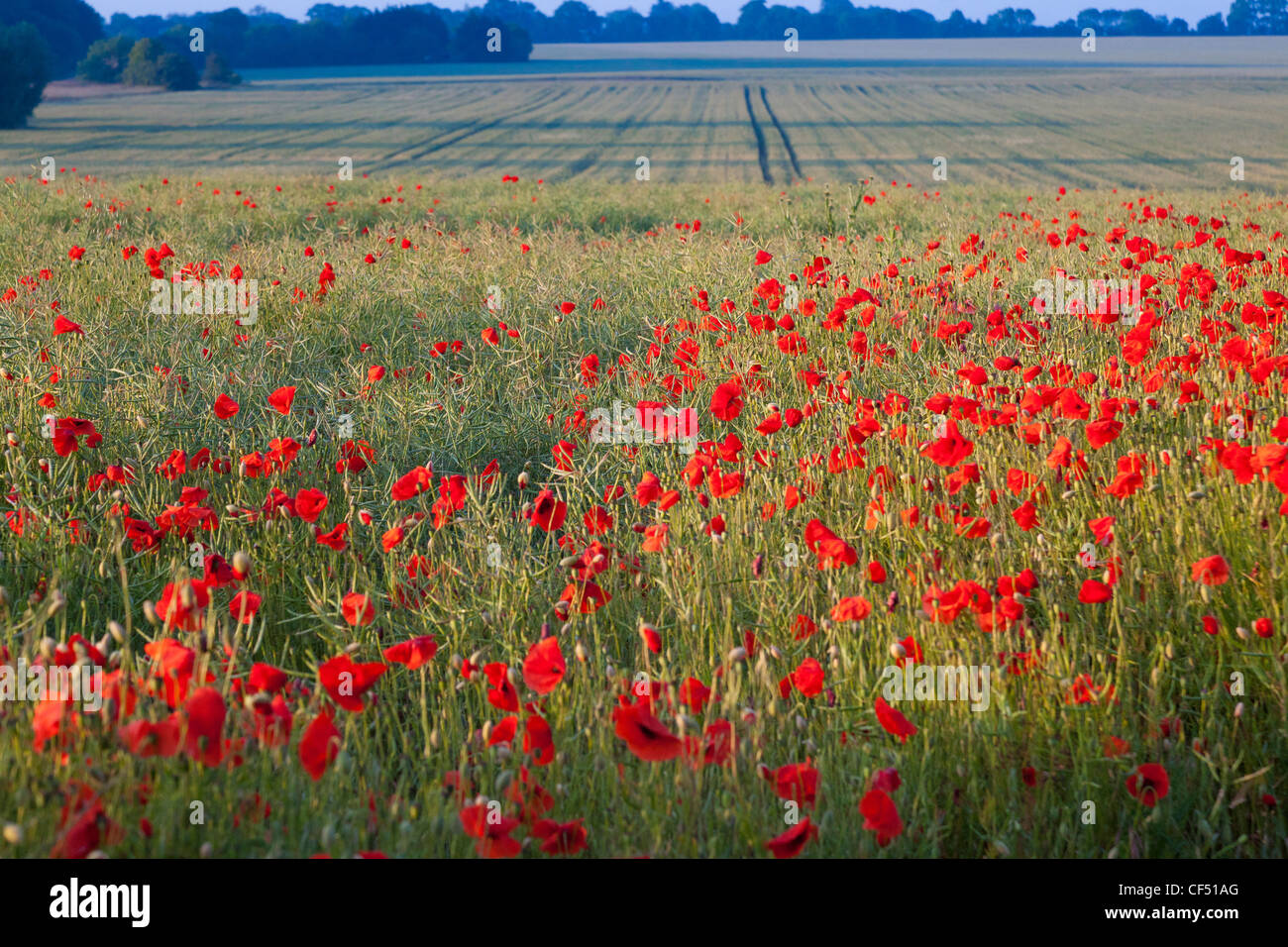 Campo di papaveri rossi NEL REGNO UNITO (Papaver rhoeas) Foto Stock