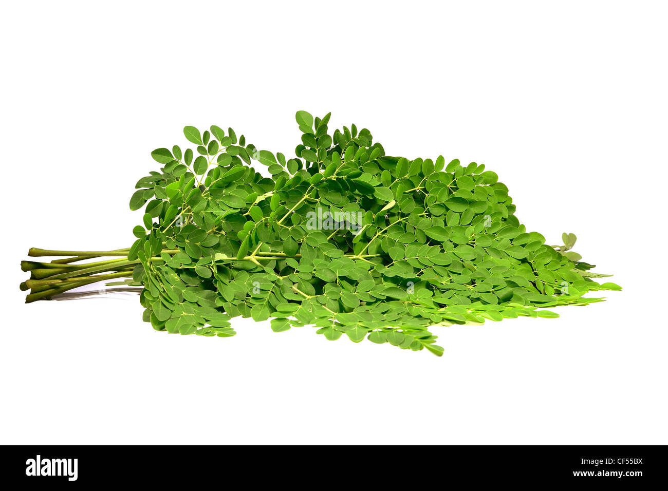 Un ramo di miracolo lascia con il nome scientifico di moringa oleifera su sfondo bianco Foto Stock