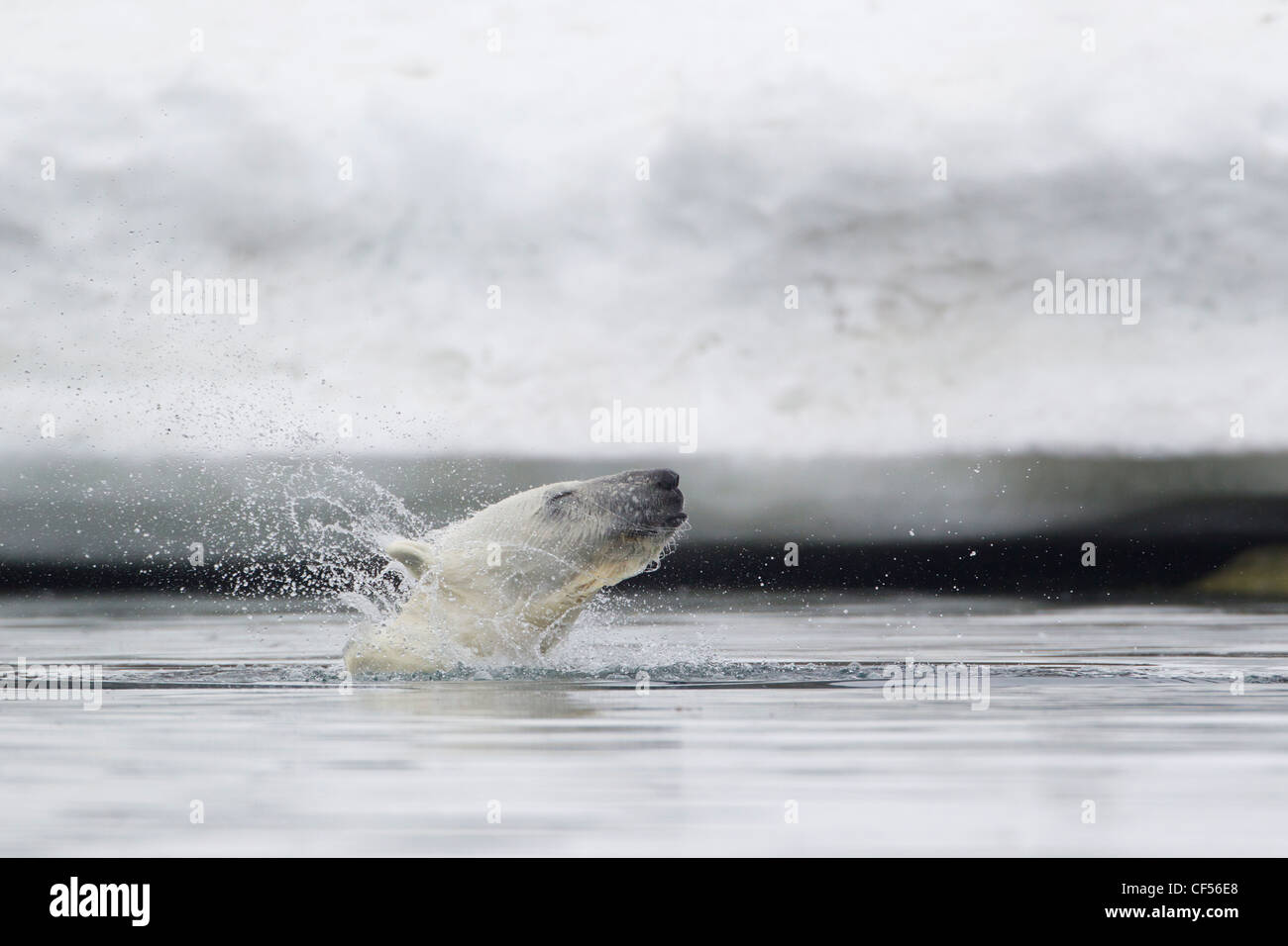 L'Europa, Norvegia Isole Svalbard, orso polare in pelliccia di scuotimento in acqua Foto Stock