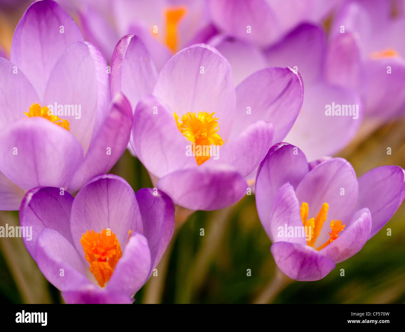 Chiudere il gruppo di viola Crcuses Foto Stock