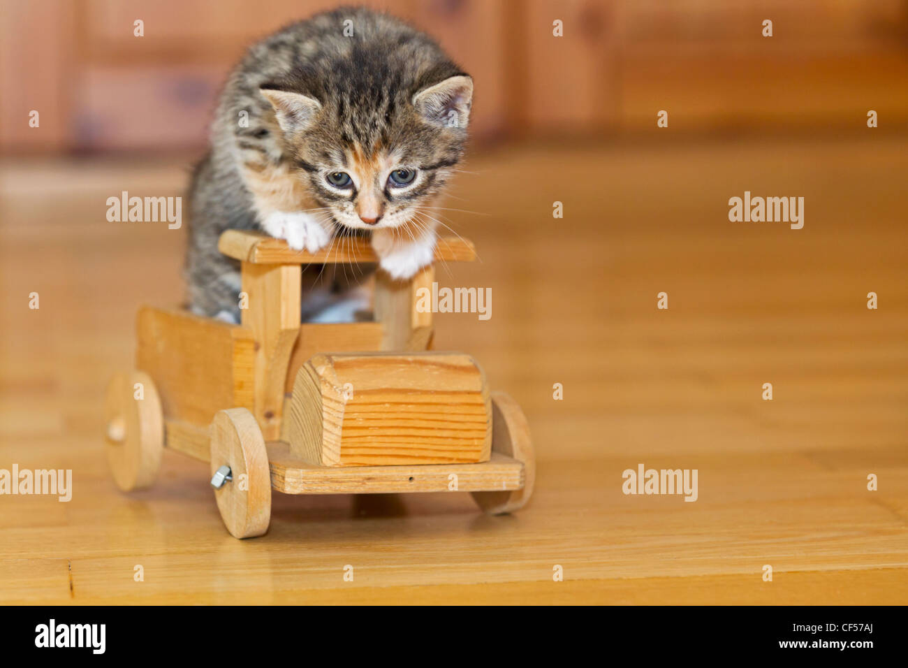 Germania, gattino seduto sul giocattolo di legno, close up Foto Stock
