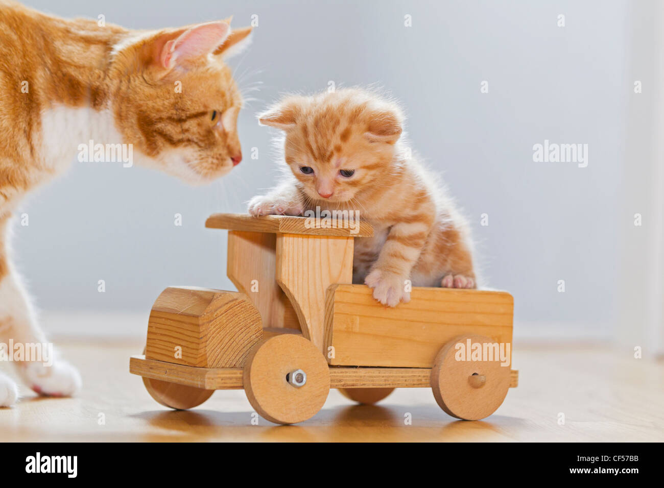 Germania, Cat guardando gattino seduto sul giocattolo di legno Foto Stock