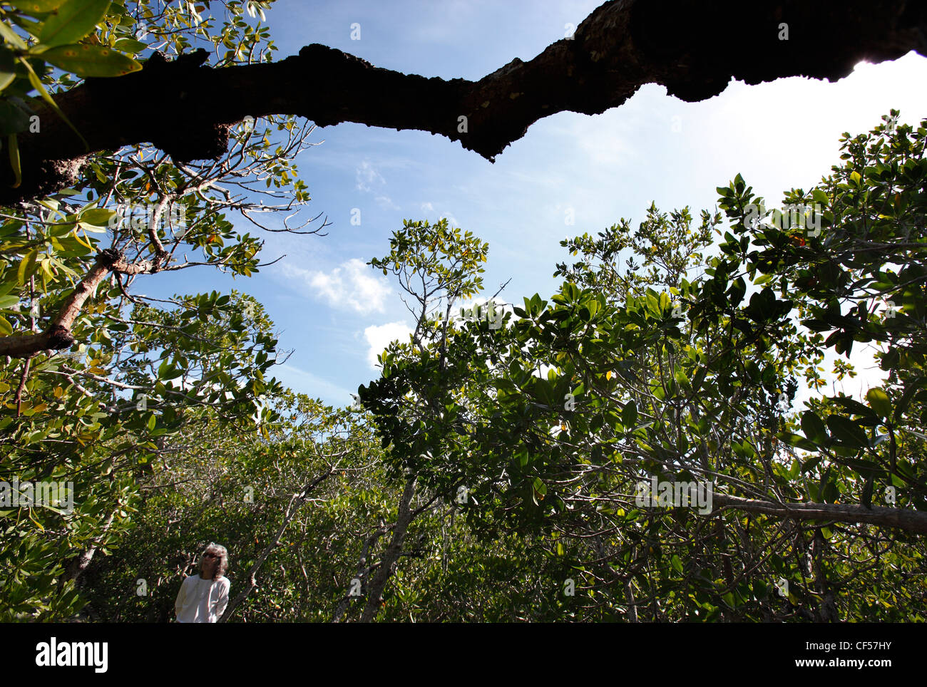 Donna che cammina su una passerella attraverso un nero la foresta di mangrovie, Key Largo, Florida Foto Stock