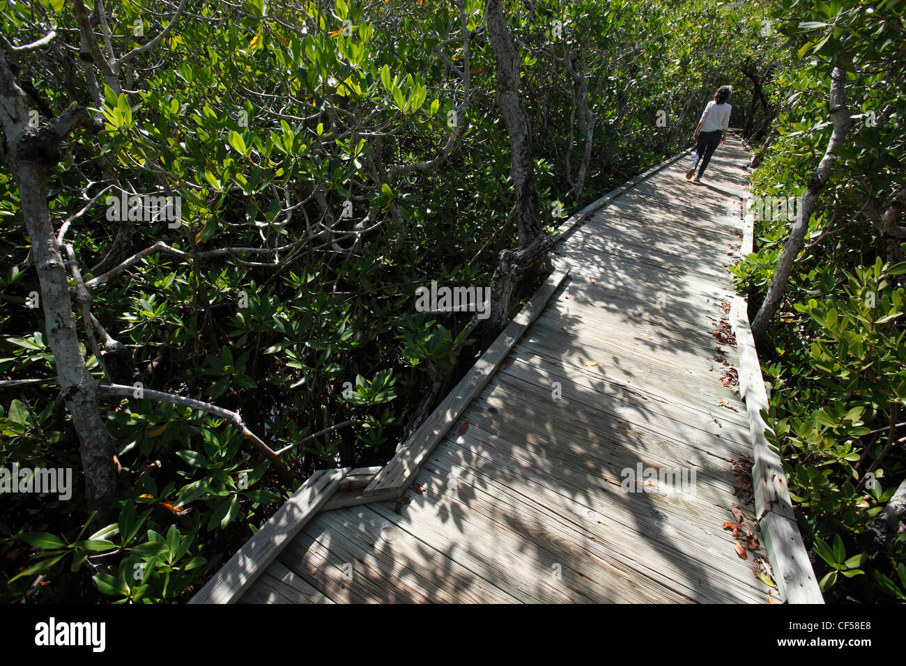 Passeggiata attraverso la foresta di mangrovie, Key Largo, Florida Foto Stock