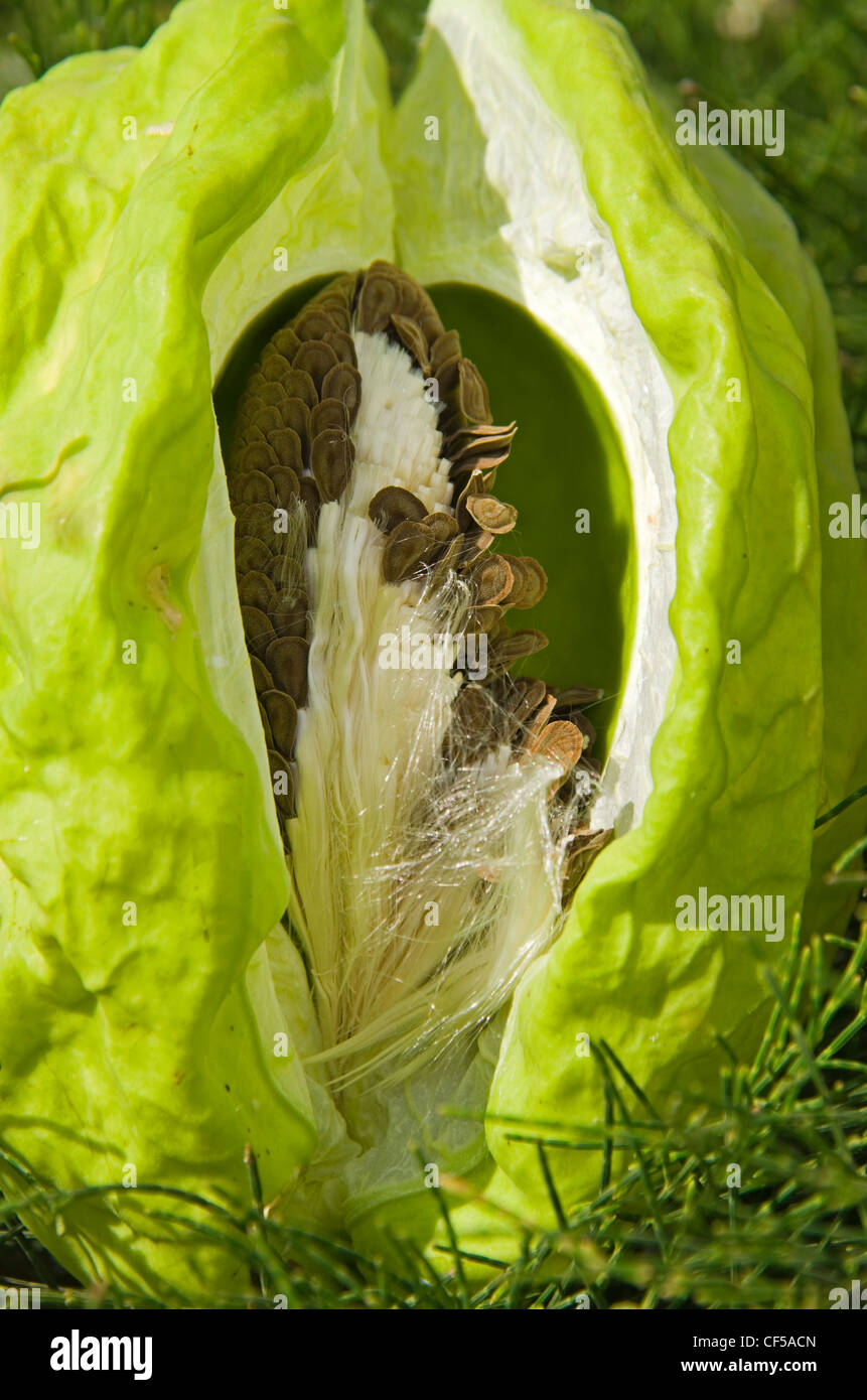 Un seme aperto pod dal Colotropis procera Apple di Sodoma pianta originaria dell Africa e dell Asia Foto Stock