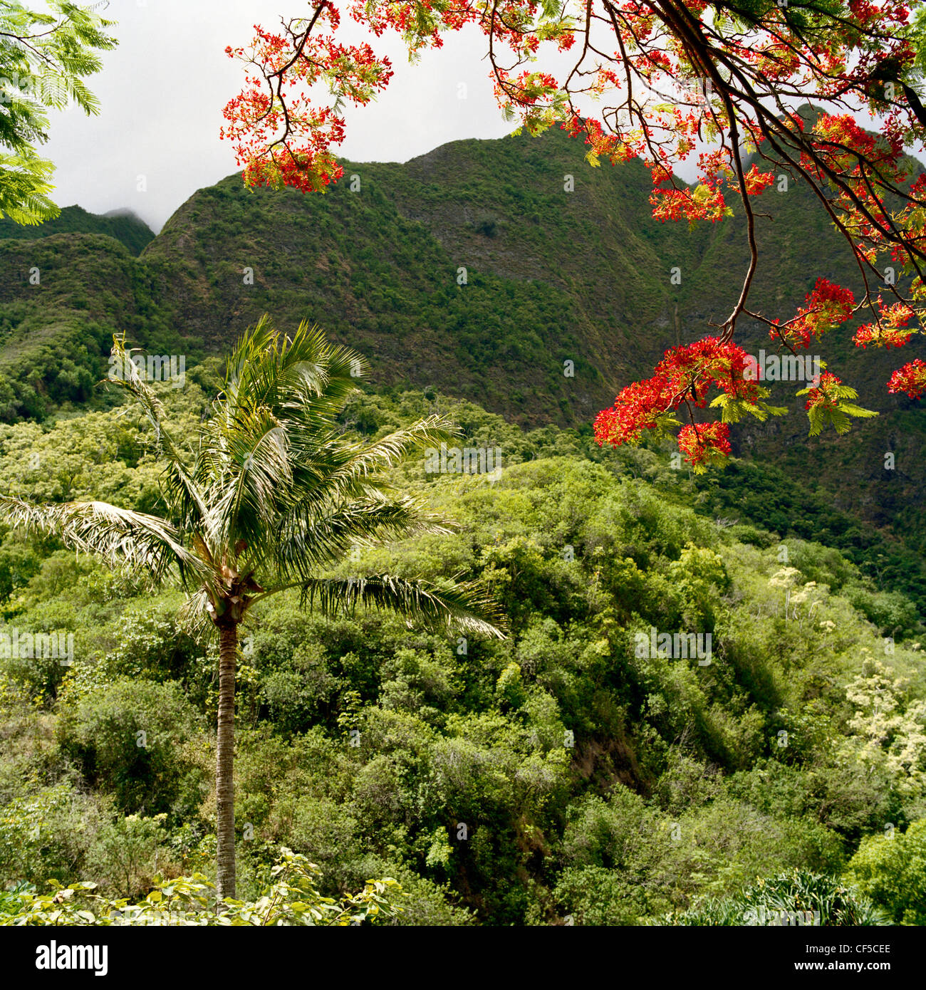 Royal Poinciana blossom Iao Valley Maui Hawaii Foto Stock